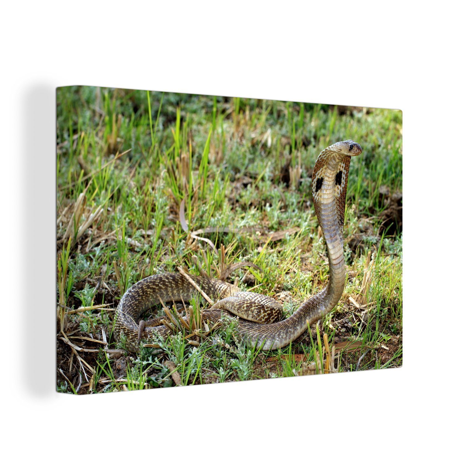 OneMillionCanvasses® Leinwandbild Cobra-Schlange im grünen Gras, (1 St), Wandbild Leinwandbilder, Aufhängefertig, Wanddeko, 30x20 cm