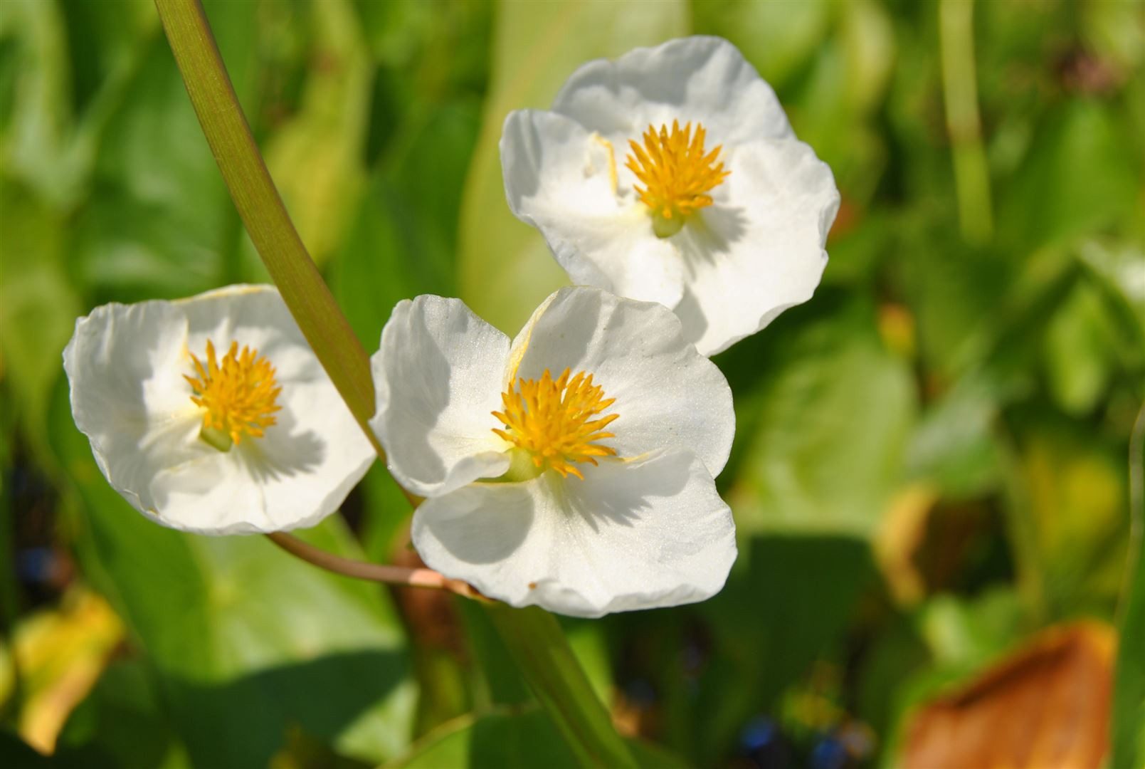 Pflanzen für Dich Staude Sagittaria latifolia, 1 St., Breitblättriges Pfeilkraut, Pfeilkraut