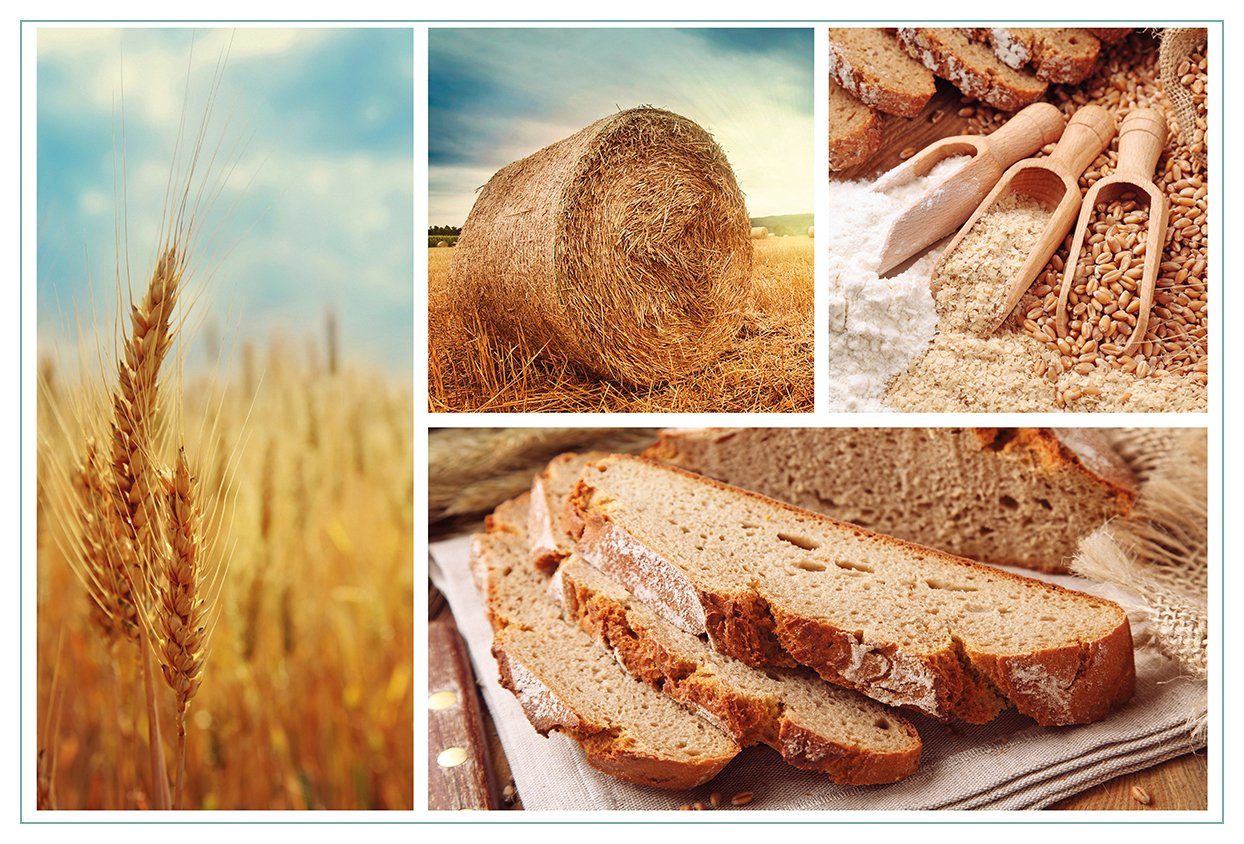 Wallario Küchenrückwand Weizen und Mehl Vom Korn zum Brot, (1-tlg)