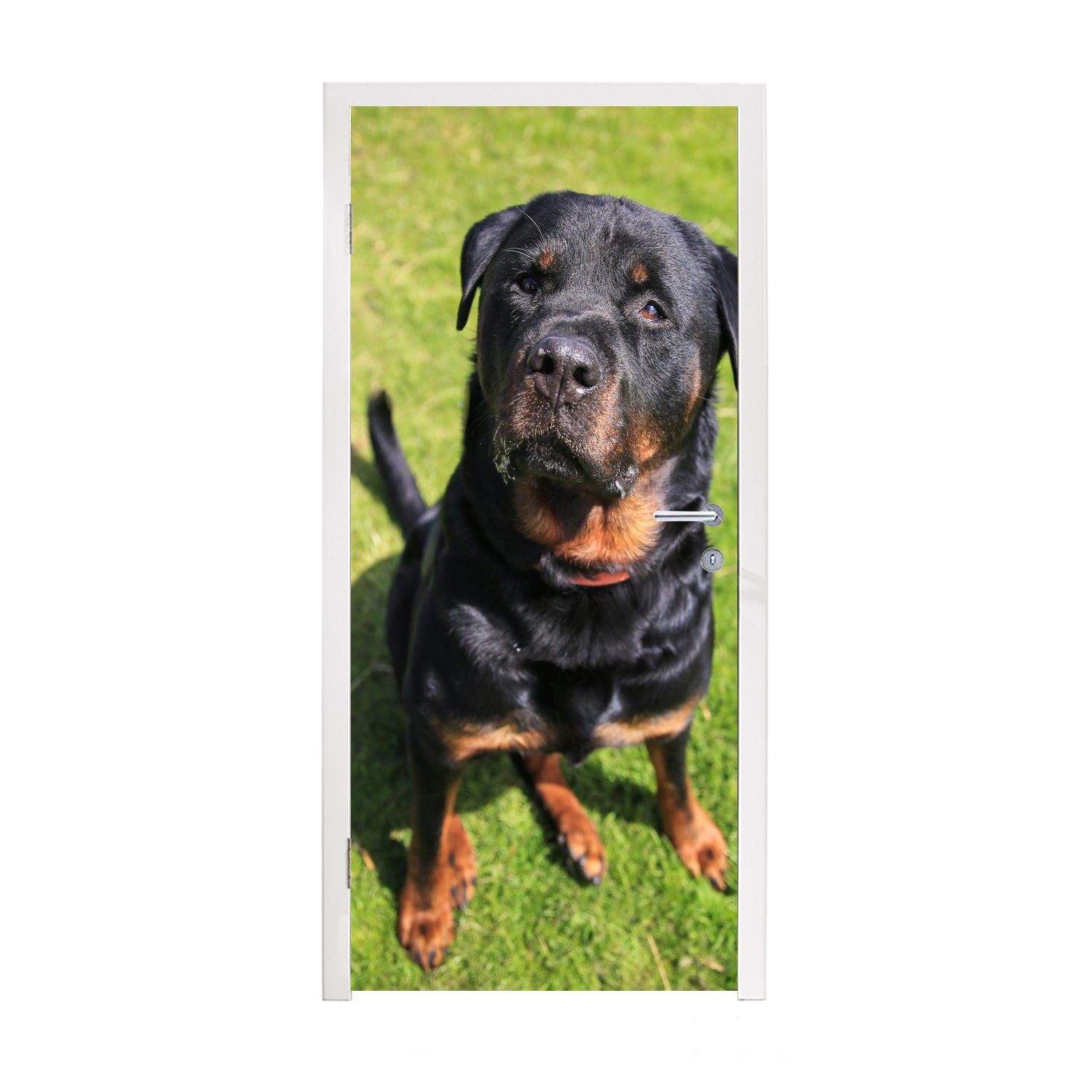 MuchoWow Türtapete Rottweiler schaut seinen Besitzer an, Matt, bedruckt, (1 St), Fototapete für Tür, Türaufkleber, 75x205 cm