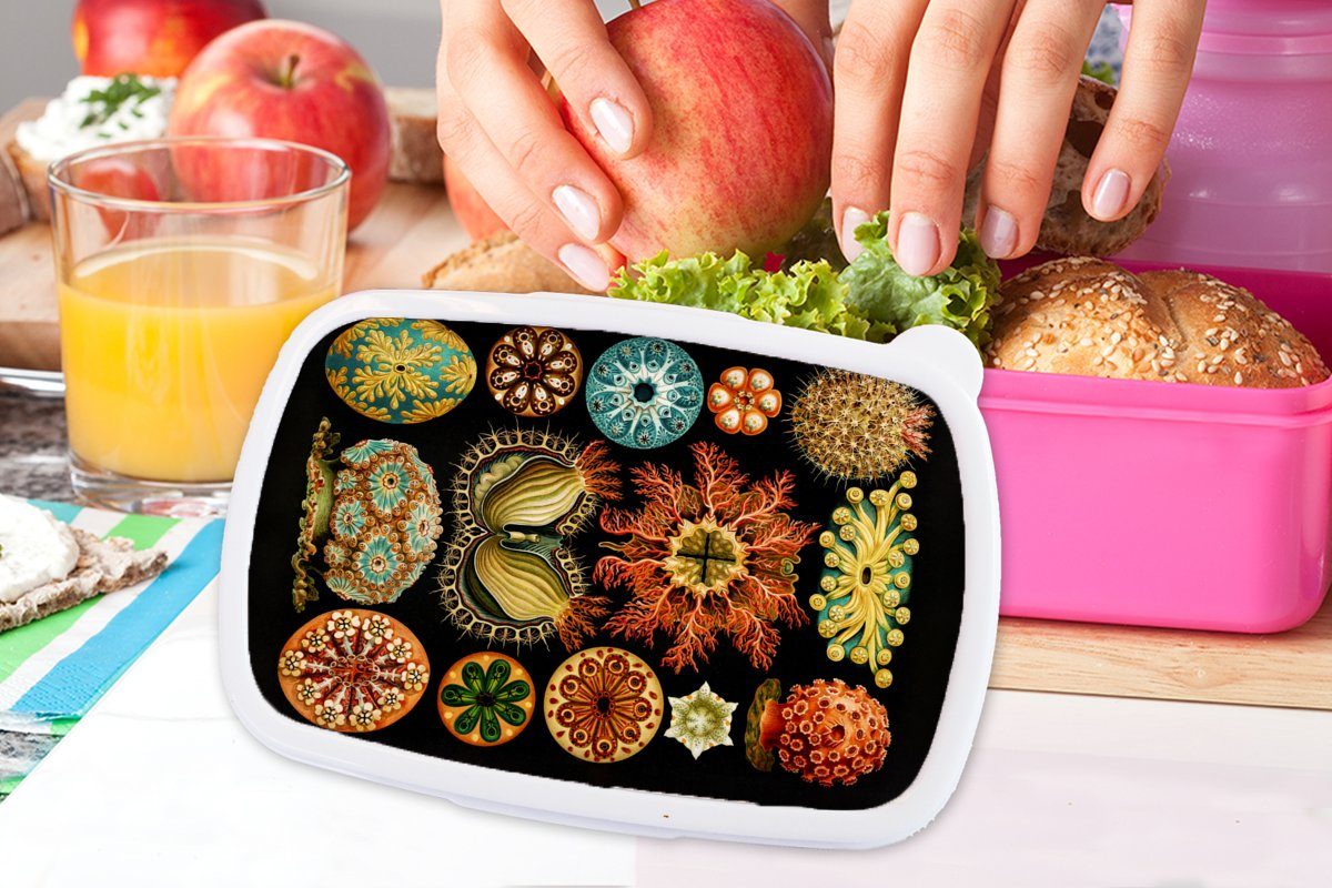 Kunst, MuchoWow Brotbox Meer Mädchen, Kunststoff Natur Snackbox, für Ernst - Meerestier Haeckel - Kinder, Kunststoff, Lunchbox rosa - - Vintage Brotdose (2-tlg), Erwachsene, -