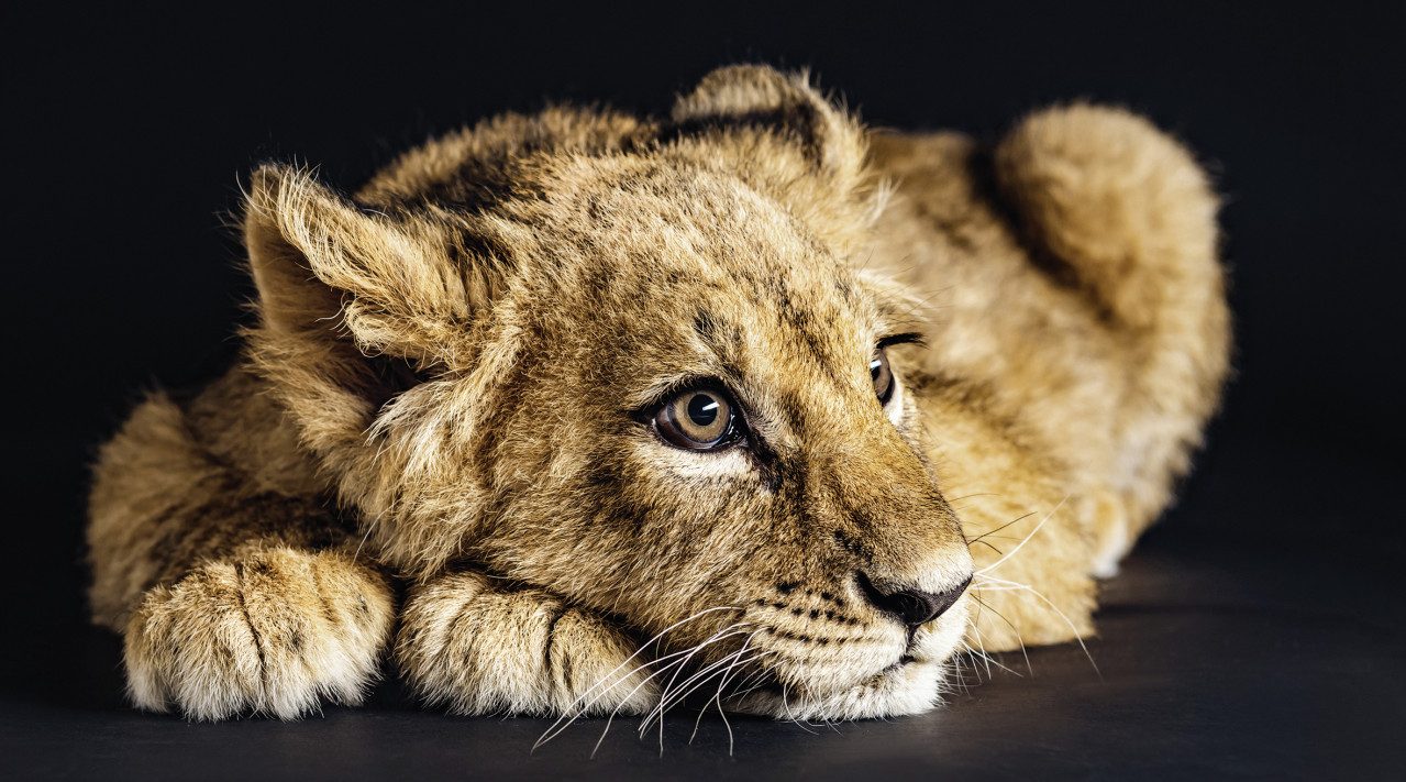 The Wall - the art of framing AG Wandbild Keilrahmenbild Lovely Lion 180 x 100 cm, Tiere