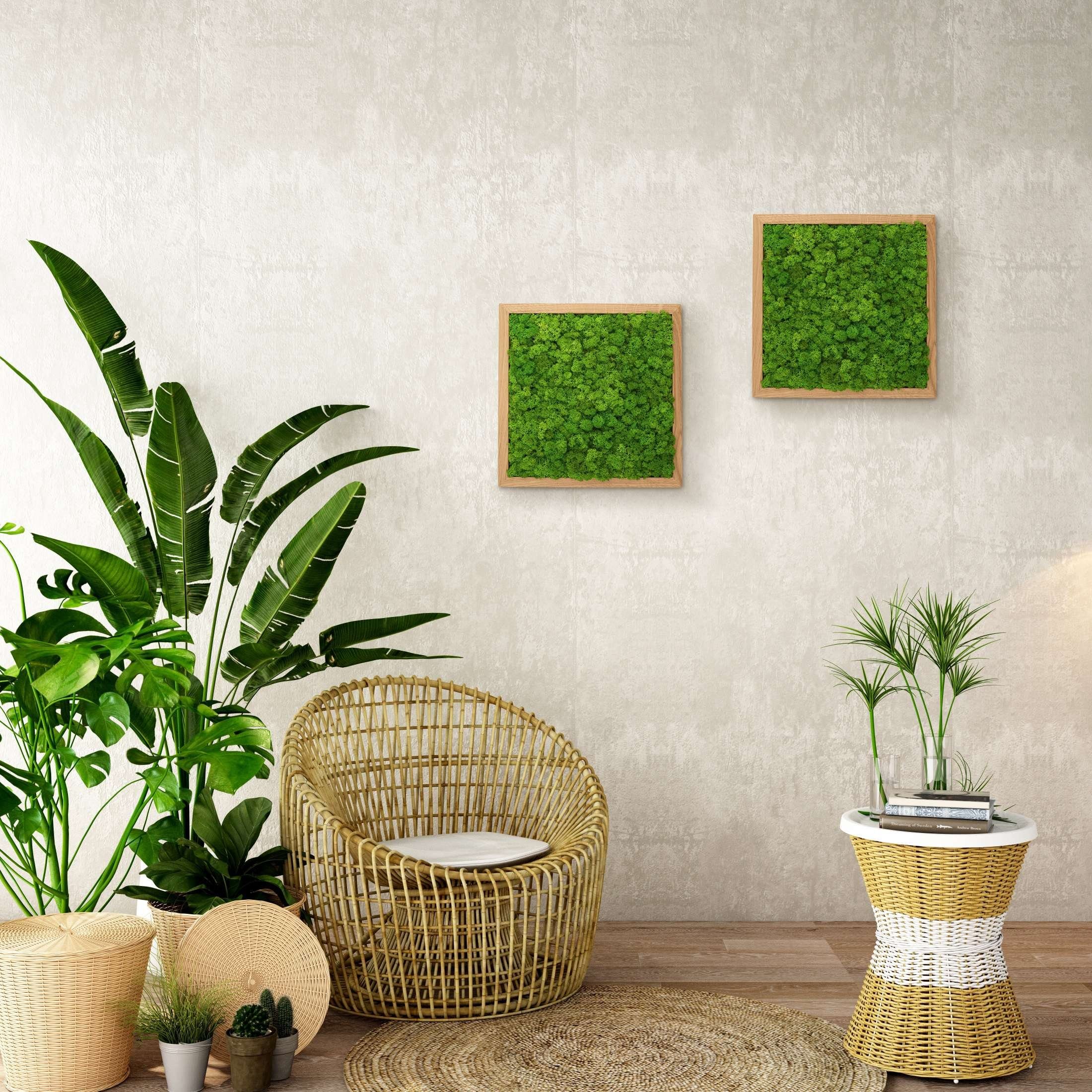 Vollholz-Rahmen Islandmoos - Pflanzenbild konserviert St), - Bild (1 Eiche Moosbild (geölt) Wandbild, naturewalls