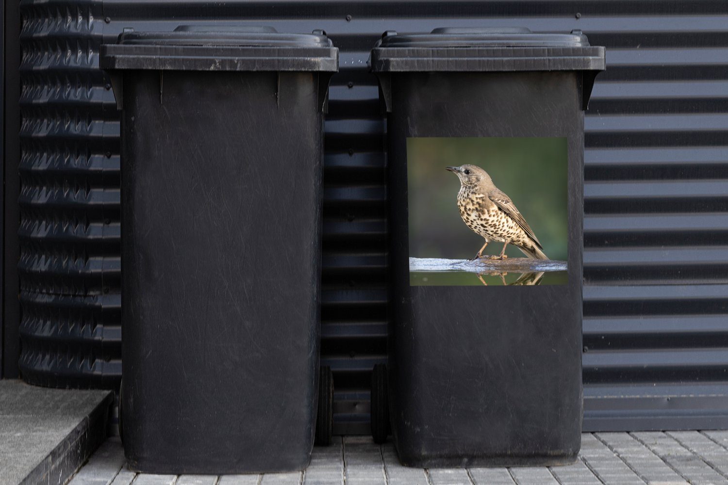 MuchoWow Wandsticker Eine Drossel St), Natur (1 Ast die Container, auf Sticker, Abfalbehälter Mülleimer-aufkleber, Mülltonne, von einem blickt