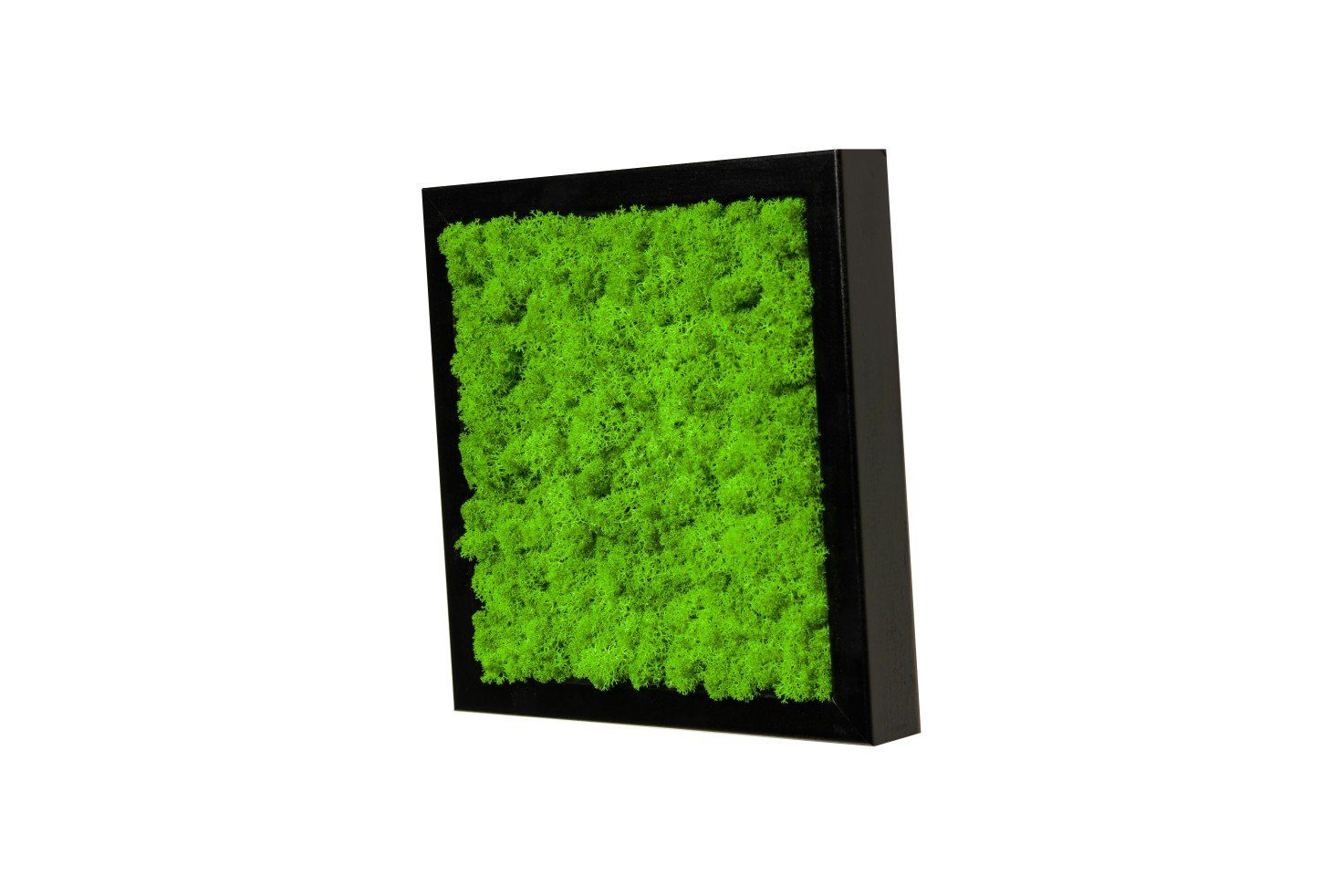 Moos-Design Bild Moosbild Iceland Design mit 100% Islandmoos