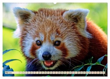 CALVENDO Wandkalender Kleiner Panda (Premium, hochwertiger DIN A2 Wandkalender 2023, Kunstdruck in Hochglanz)