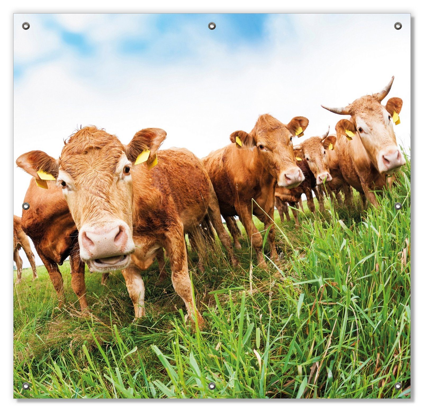 Sonnenschutz Kühe im Sommer auf der Weide, Wallario, blickdicht, mit Saugnäpfen, wiederablösbar und wiederverwendbar