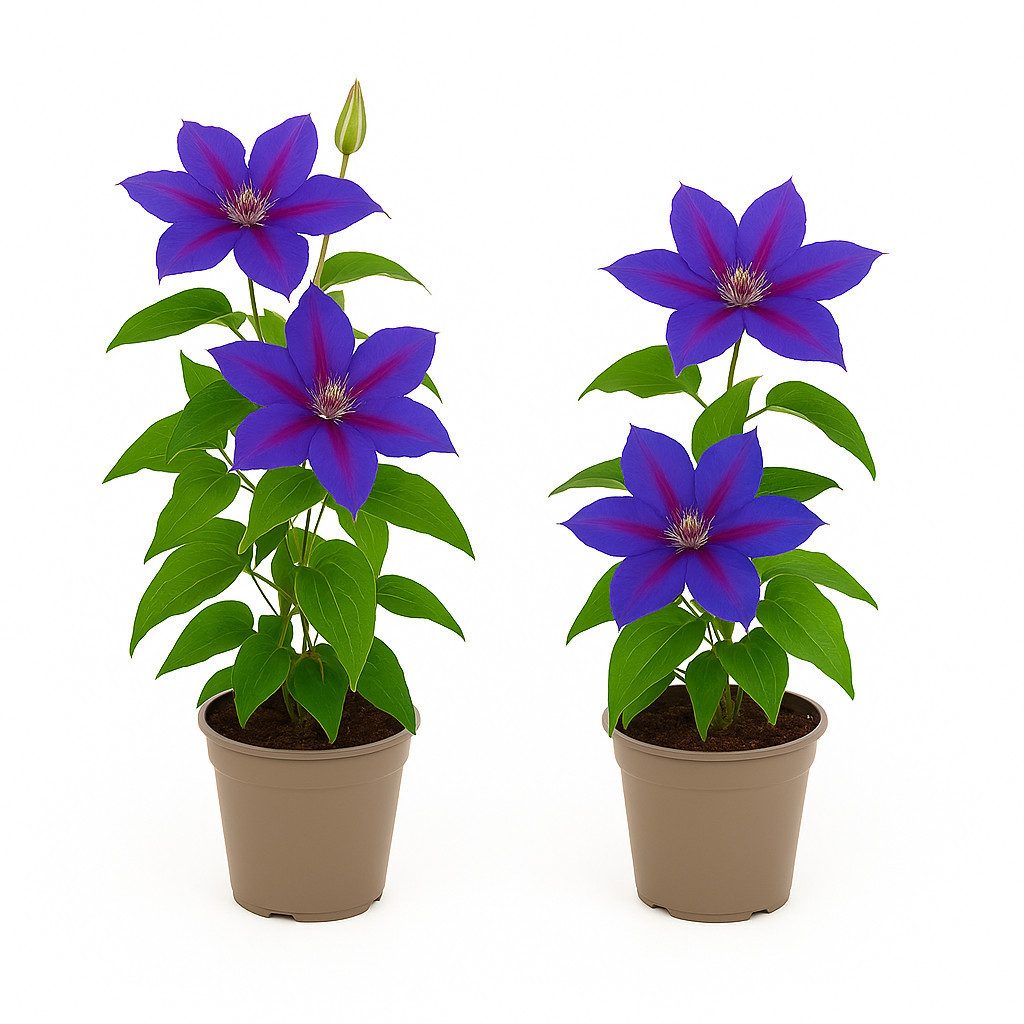 Exotenherz Kletterpflanze Exotenherz Kletterpflanzen - Clematis Mrs. N. Thompson - 2er Set -11cm