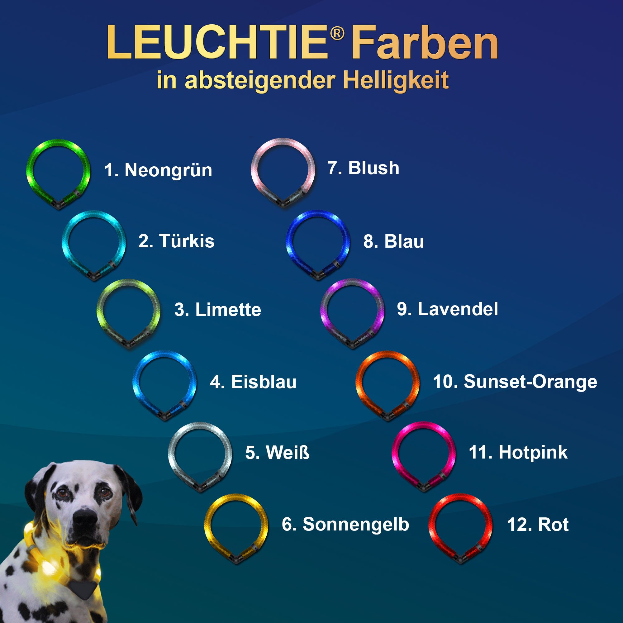 LEUCHTIE Leuchthalsband, wasserdichtes LED Hundehalsband für kleine Hunde mit 50 h Leuchtdauer