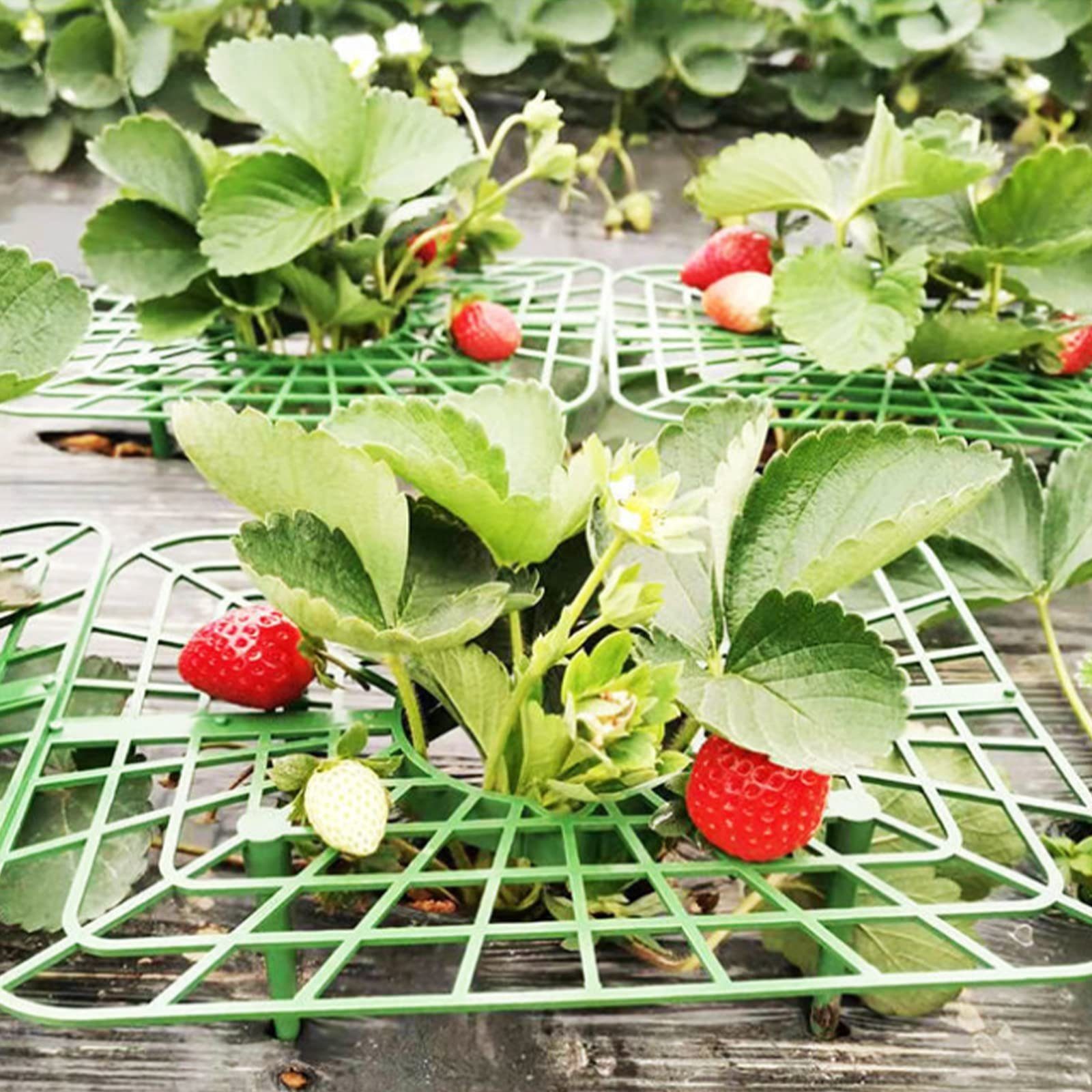 8x Obst/Gemüse,Kunststoff SEEZSSA für Erdbeeren von Beinen,Erdbeer-Pflanzenständer, 4 Erdbeerstützen mit Pflanzenregal,Balkon-Gemüseregal,Erhöhung Blumenständer