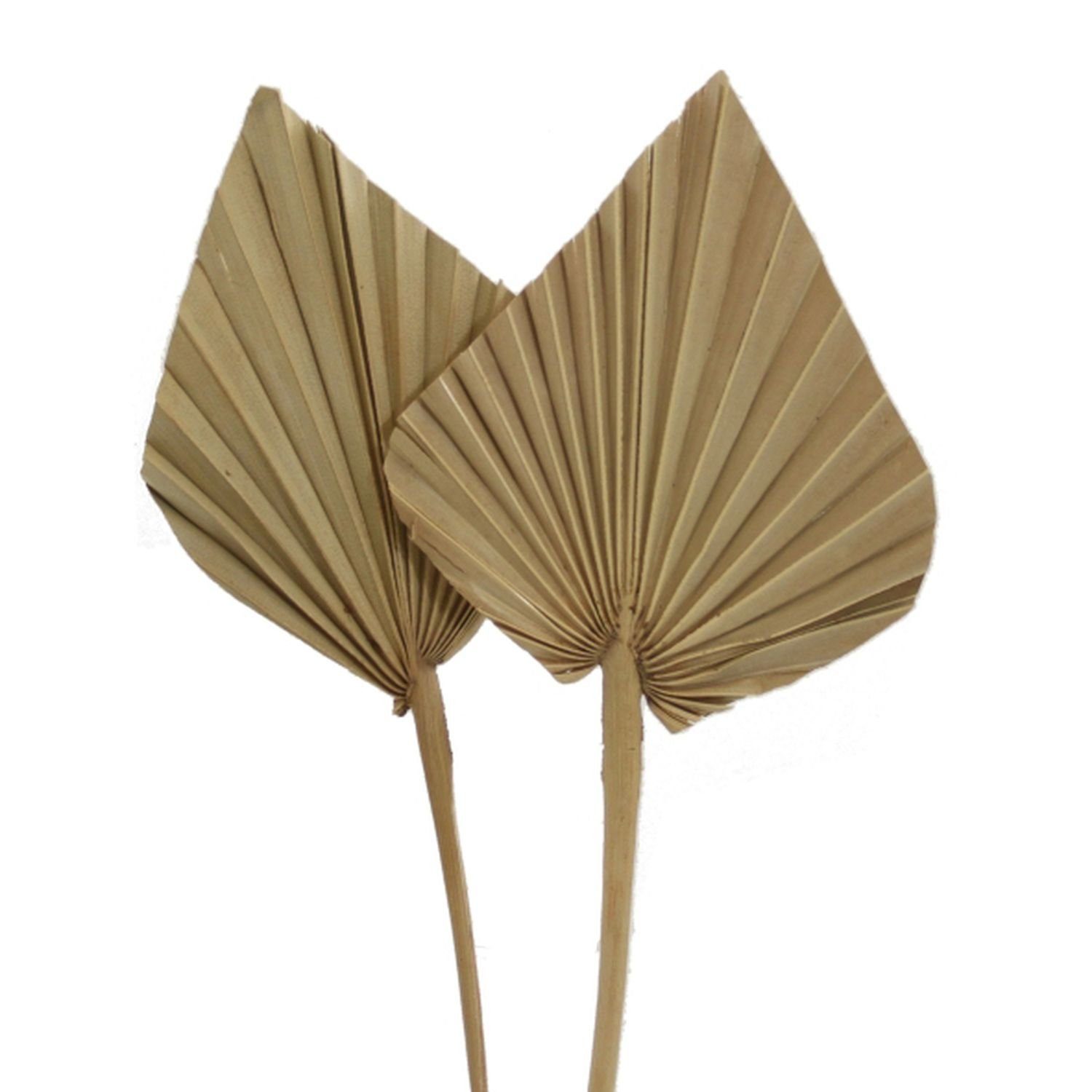 Trockenblume Palmspear mini - 100 Stück Beutel - natur, Vosteen