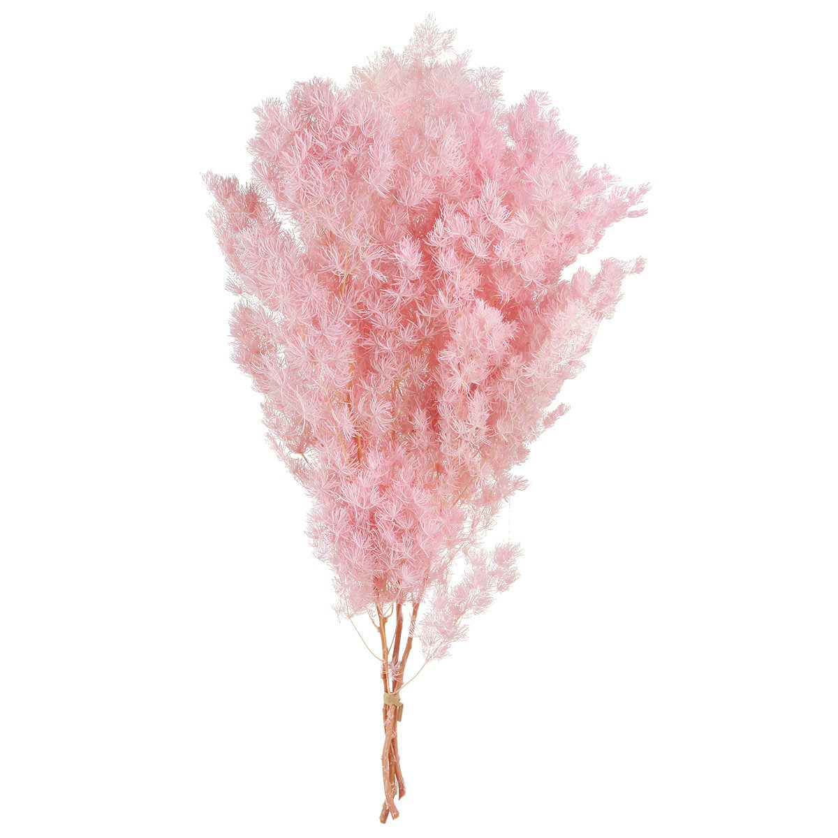 Trockenblume Federspargel Asparagus für stilvolle Trockenblumen-Deko, Florists Products, Höhe 35 cm