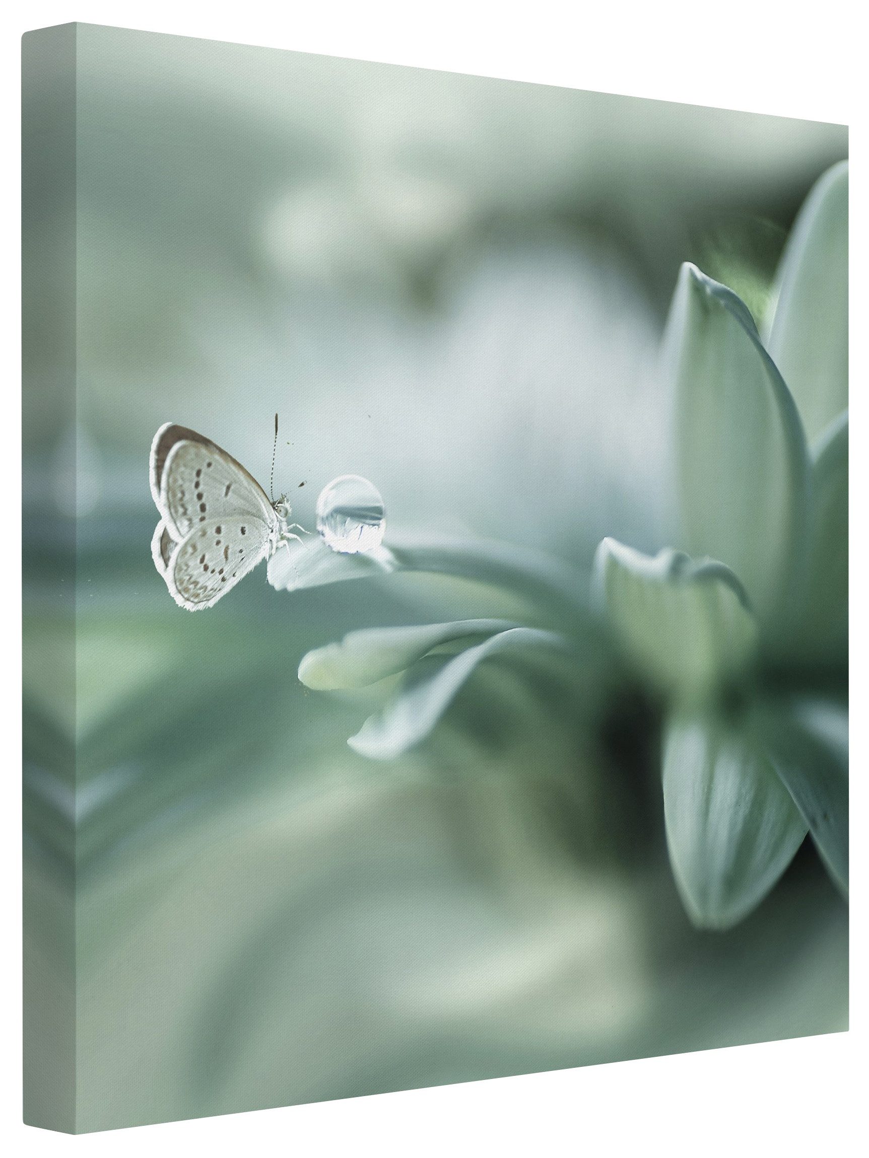 Bilderdepot24 Leinwandbild Blumen Modern Natur Schmetterling pastell Bild auf Leinwand Groß XXL, Wohnzimmer Schlafzimmer Küche Flur Wandbild Kunstdruck Wanddeko Druck