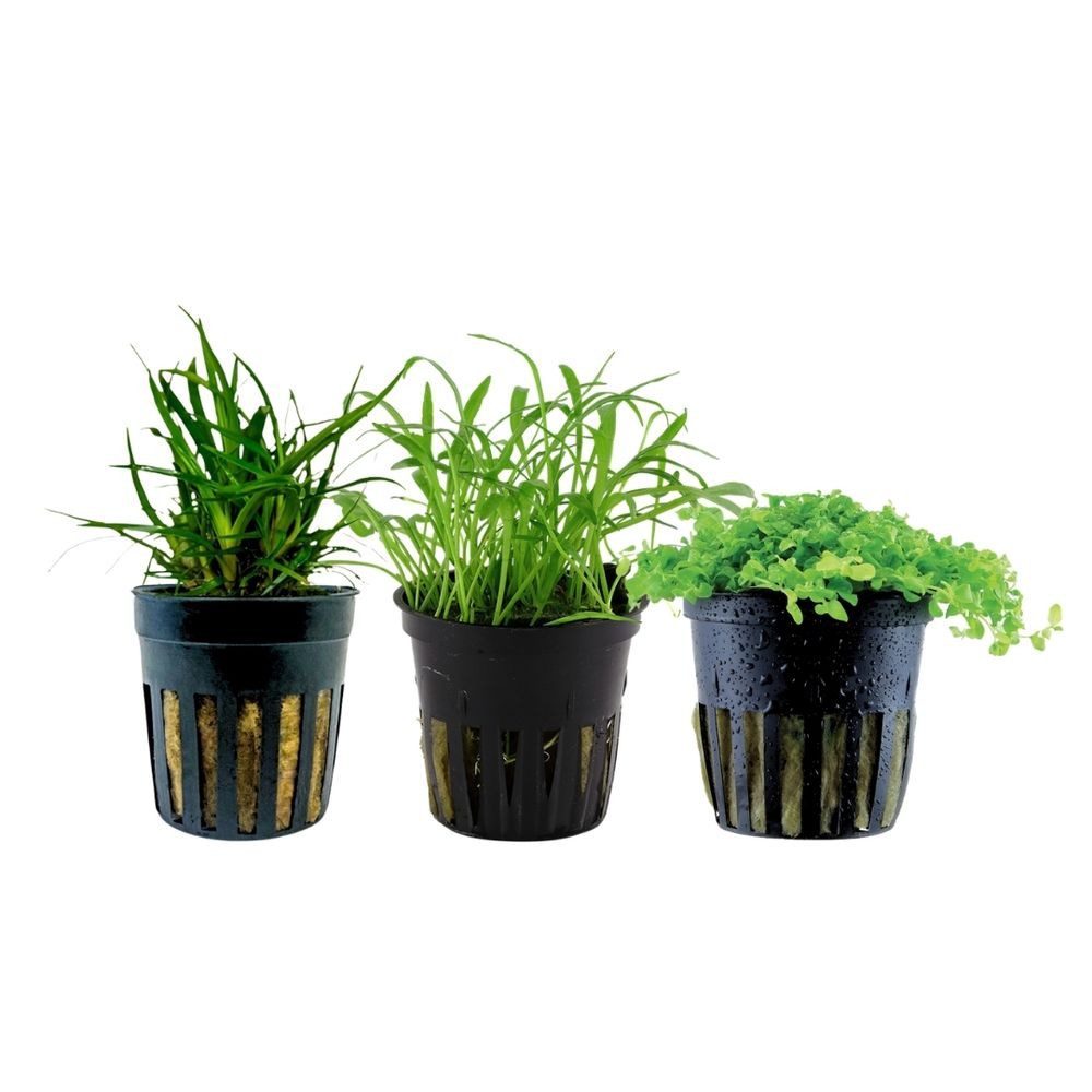 Aquaone Wasserpflanze Pflanzen Set mit 3 Vordergrund Wasserpflanzen Nr.226