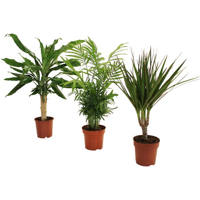 Dominik Zimmerpflanze Palmen-Set Höhe: 30 cm 3 Pflanzen