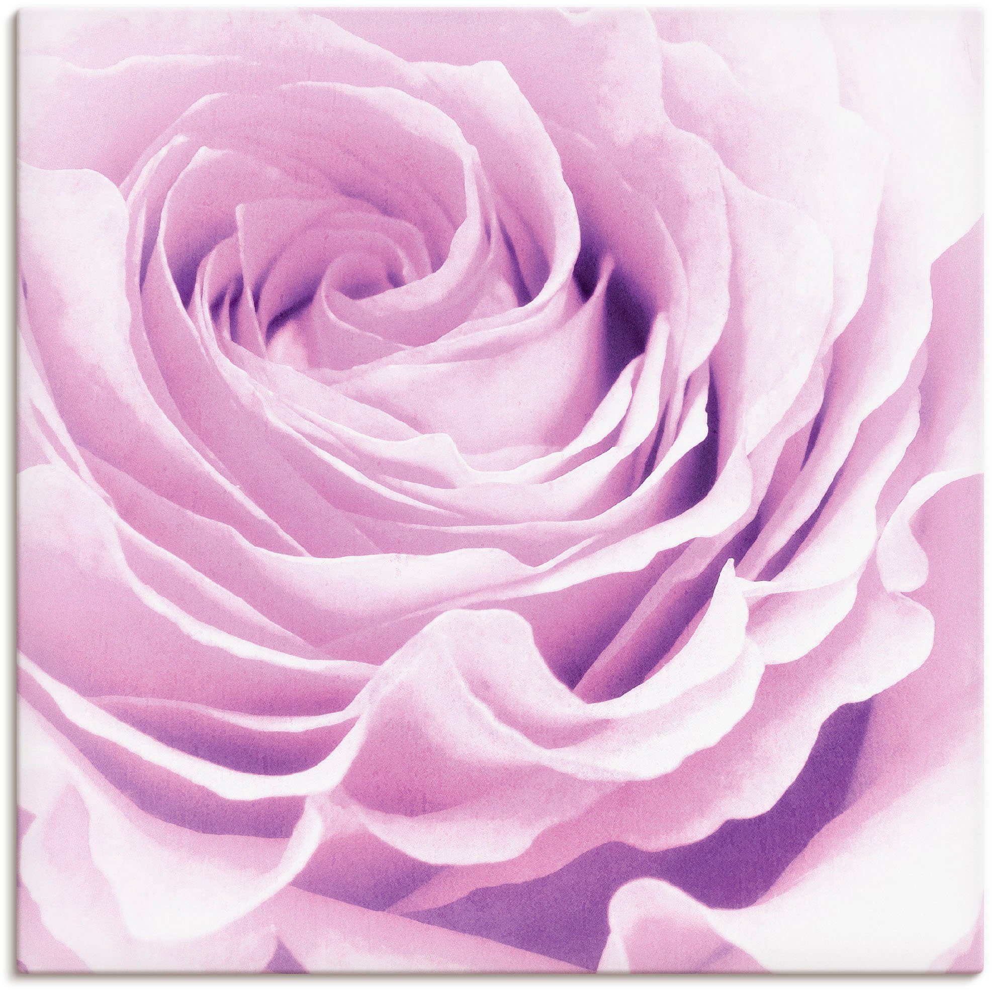 Artland Leinwandbild Pastell Rose, Blumen (1 St), auf Holzrahmen gespannt