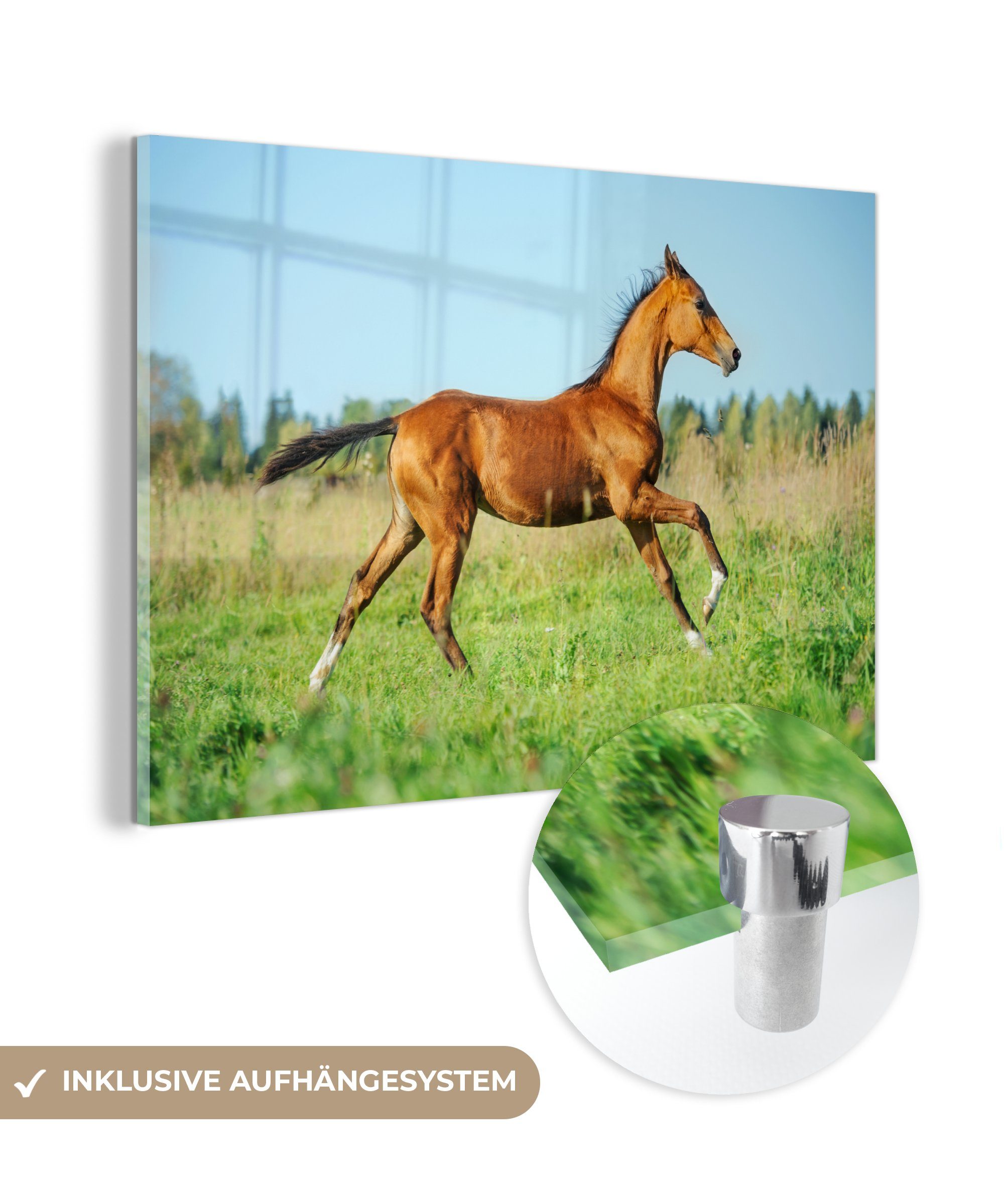 MuchoWow Acrylglasbild Pferd - Gras - Braun, (1 St), Acrylglasbilder Wohnzimmer & Schlafzimmer