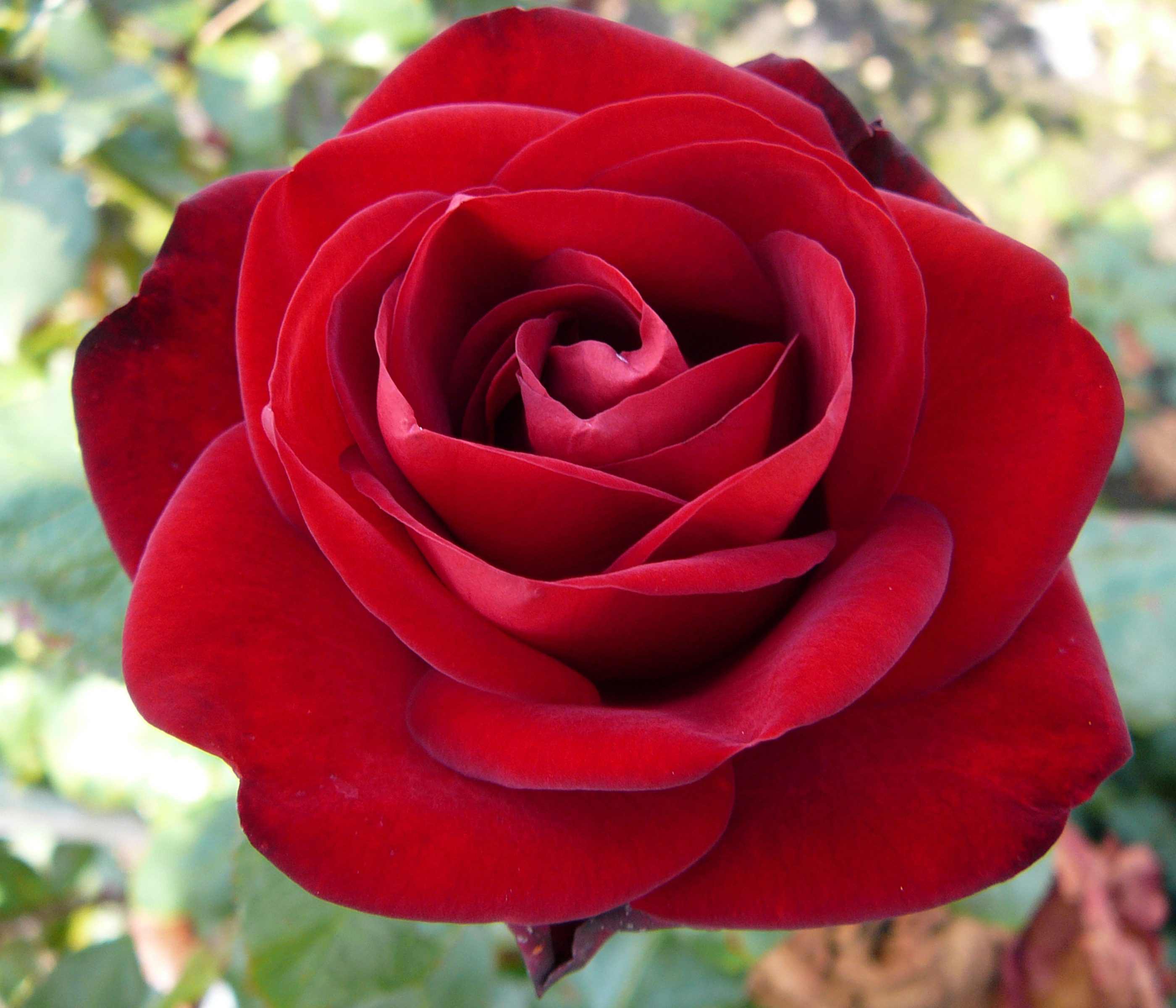 Dehner Rose Edelrose Marlene®, rote Blüten, gefüllt/duftend, gefüllt und duftend, Züchter Tantau