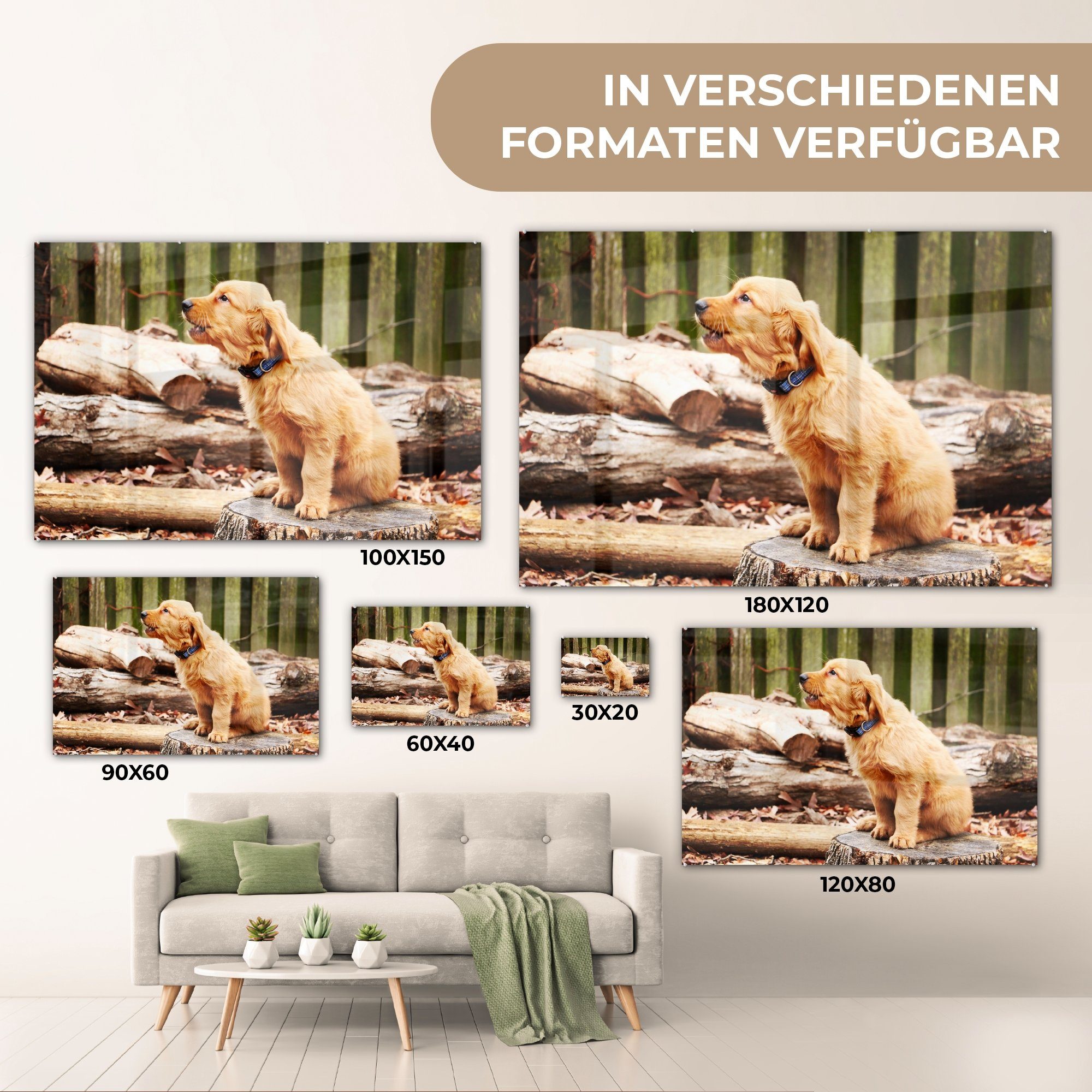 Wohnzimmer & (1 - Acrylglasbild Schlafzimmer Zweig - Natur, Acrylglasbilder St), MuchoWow Hund