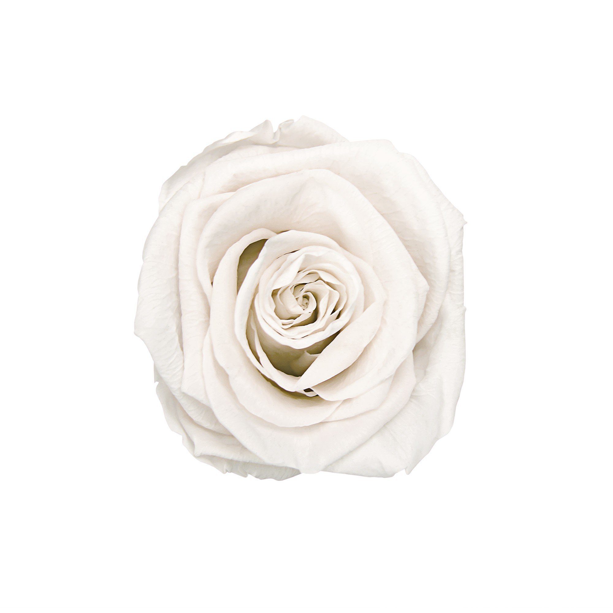 Kunstblume Runde Rosenbox cm mit by Infinity Blumen duftende weiß Raul in konservierte Richter Rose, haltbar 9 White 3 1er I Holy Höhe Jahre Flowers, Infinity Rose I Holy I Echte