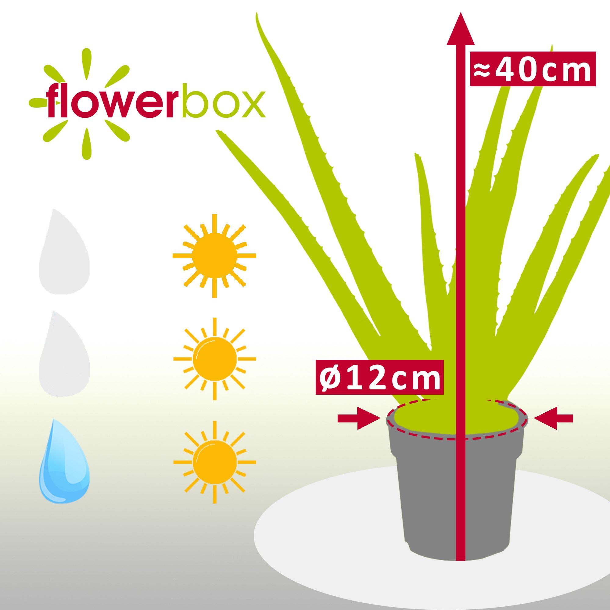 Flowerbox Zimmerpflanze Echte Aloe - Aloe vera, pflegeleicht - Höhe ca. 40 cm, Topf-Ø 12 cm – Bild 4 von 5