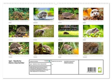 CALVENDO Wandkalender Igel - Niedliche kleine Stachelritter (Premium, hochwertiger DIN A2 Wandkalender 2023, Kunstdruck in Hochglanz)