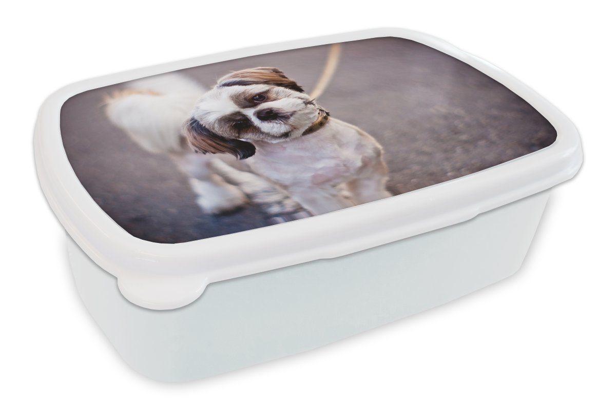 Brotbox Tzu Hund, und Kunststoff, MuchoWow Jungs Brotdose, weiß Lunchbox Ein süßer für Mädchen für Shih Erwachsene, und Kinder (2-tlg),