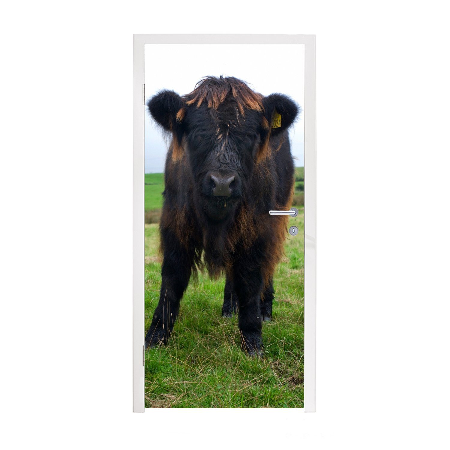 MuchoWow Türtapete Schottische Highlander - Kühe - Natur - Grün - Gras, Matt, bedruckt, (1 St), Fototapete für Tür, Türaufkleber, 75x205 cm