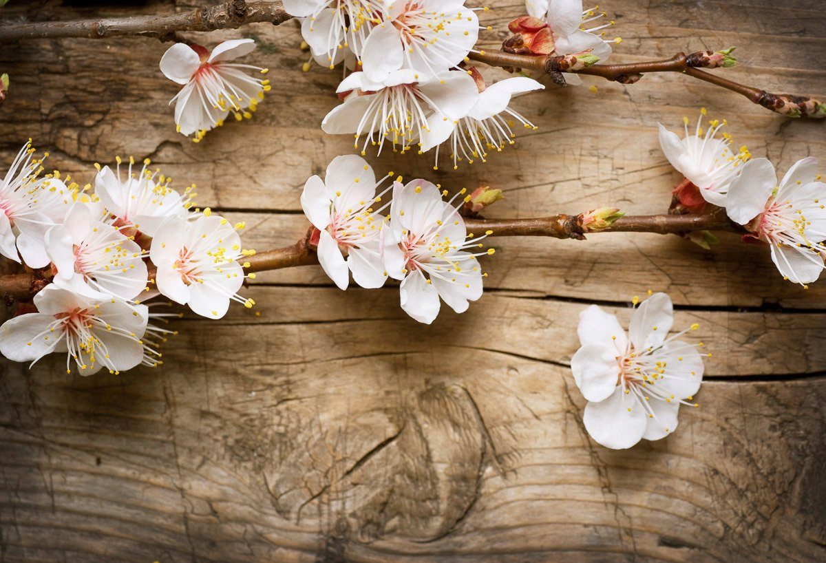 Papermoon Fototapete Blumen auf Holz