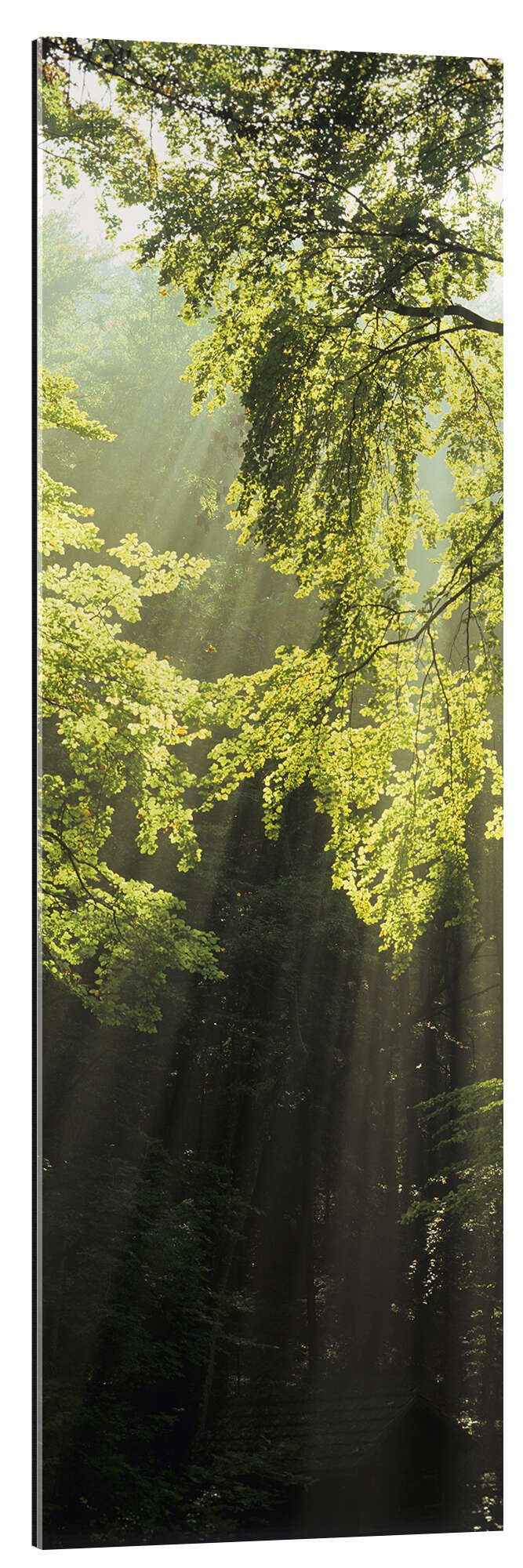Posterlounge XXL-Wandbild Markus Lange, Sonnenstrahlen im Wald, Fotografie