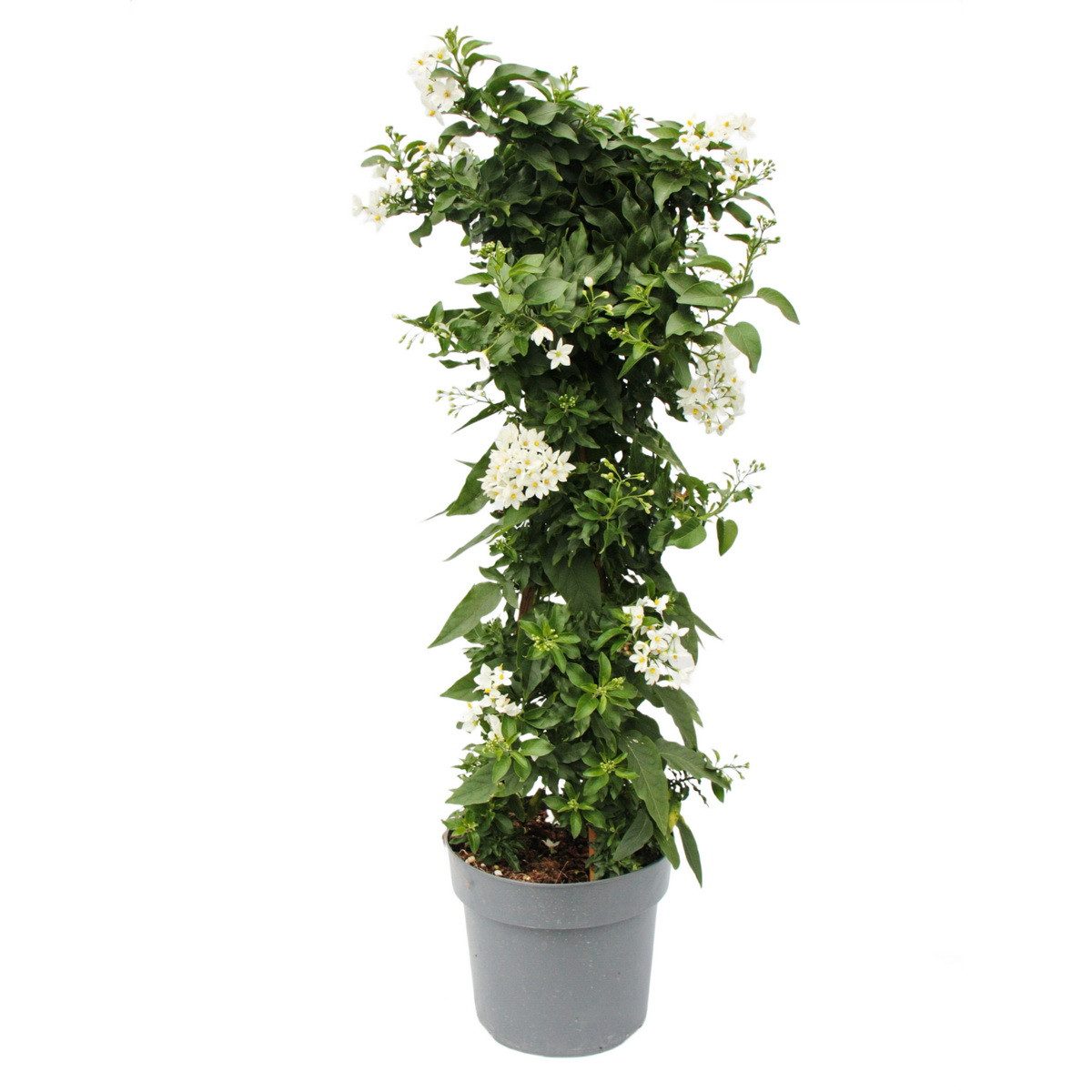 Exotenherz Topfpflanze Solanum jasminoides - Sommerjasmin - 19cm Topf - ca. 75cm - weiß
