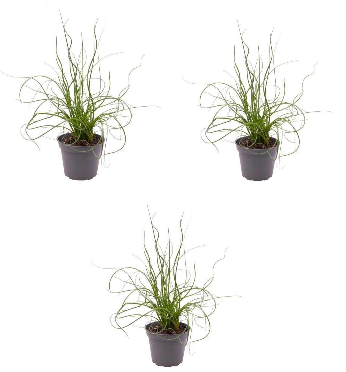 meinvipshop Topfpflanze Spiralis 3er Set Gartenpflanze