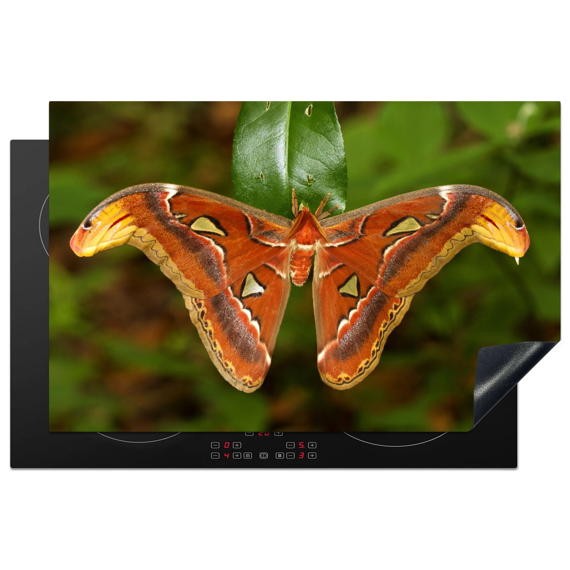 MuchoWow Herdblende-/Abdeckplatte Schmetterling auf Blatt, Vinyl, (1 tlg), 81x52 cm, Induktionskochfeld Schutz für die küche, Ceranfeldabdeckung