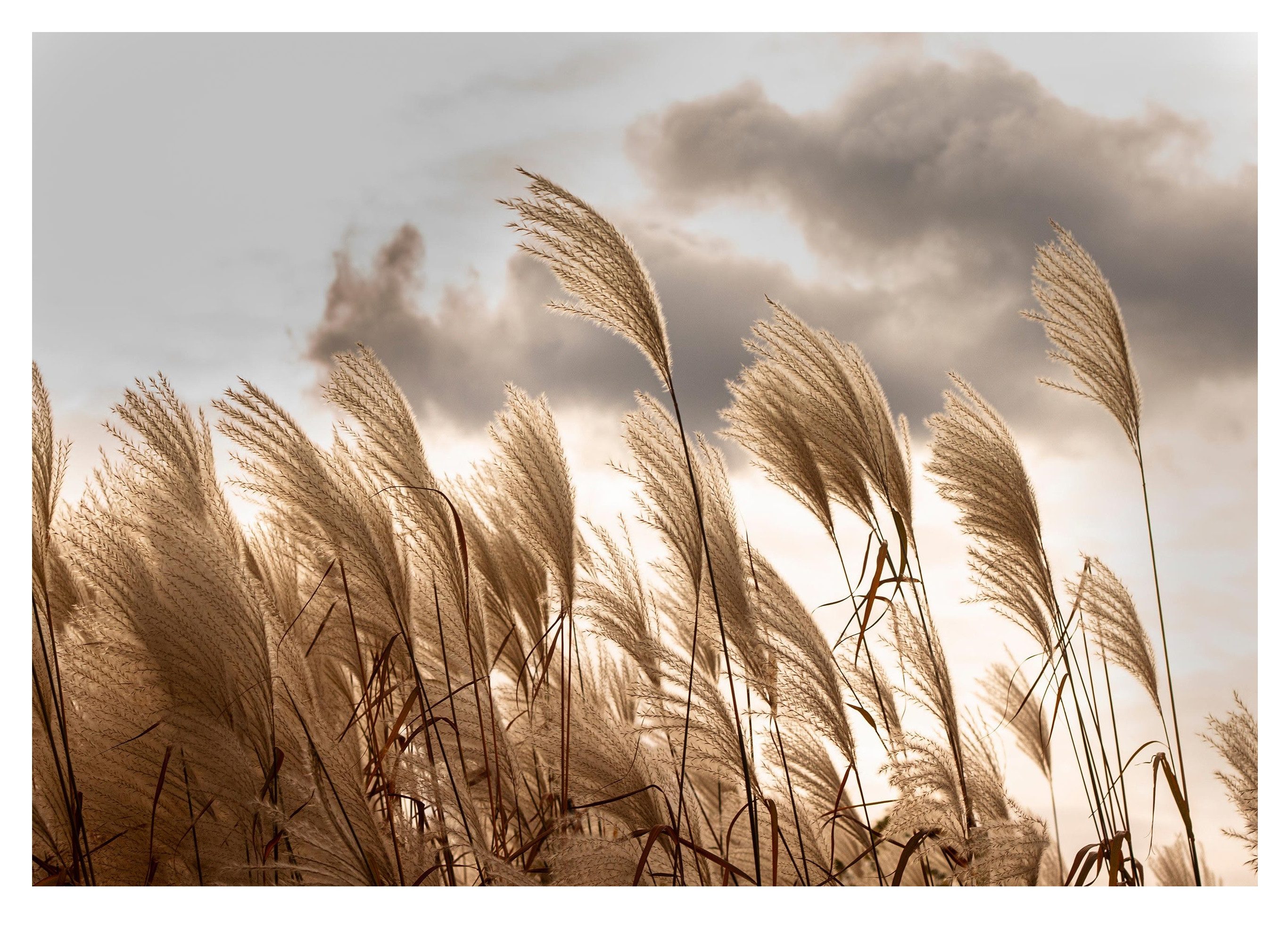 Wallarena Fototapete Pampasgras Natur Vlies Tapete Wohnzimmer Schlafzimmer Wandtapete, Glatt, Sepia, Tapete inklusive Kleister Vliestapete Motivtapete. Reduzierter Preis € 18,90. Unverbindliche Preisempfehlung € 23,90, (€ 18,90 pro 1 Stk)