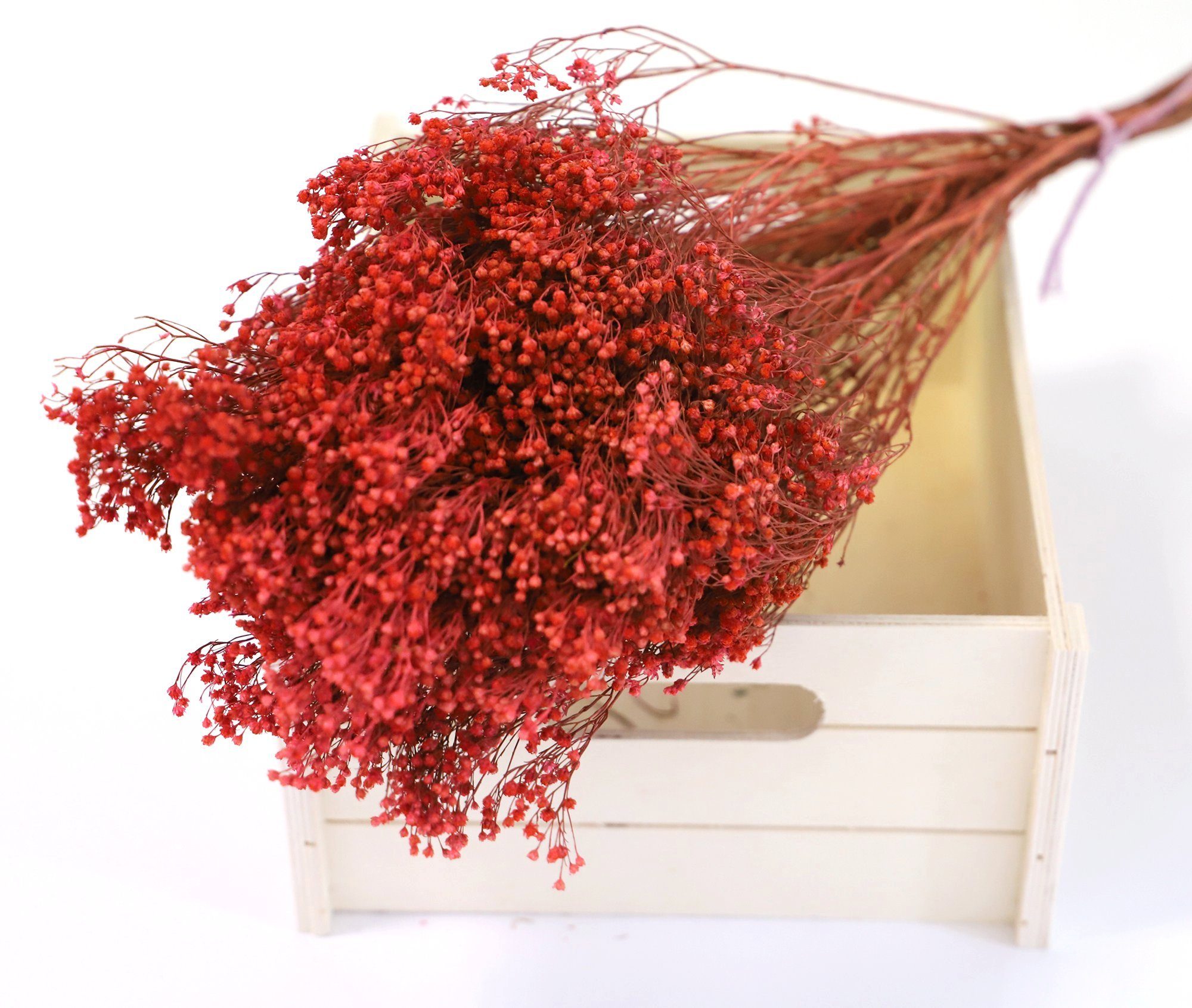 Trockenblume Ginsterblüte Strauß Getrocknet - Rot, Kunstharz.Art