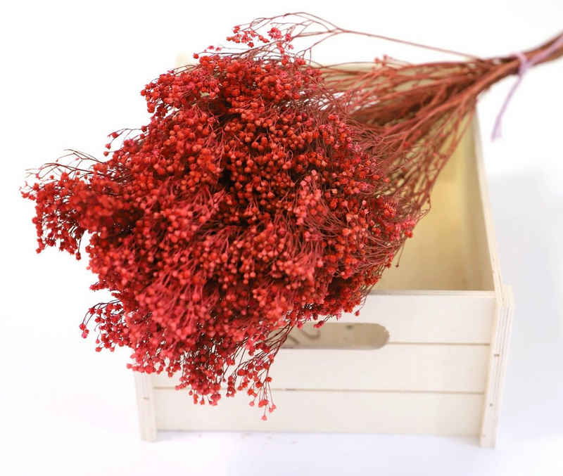 Trockenblume Ginsterblüte Strauß Getrocknet - Rot, Kunstharz.Art