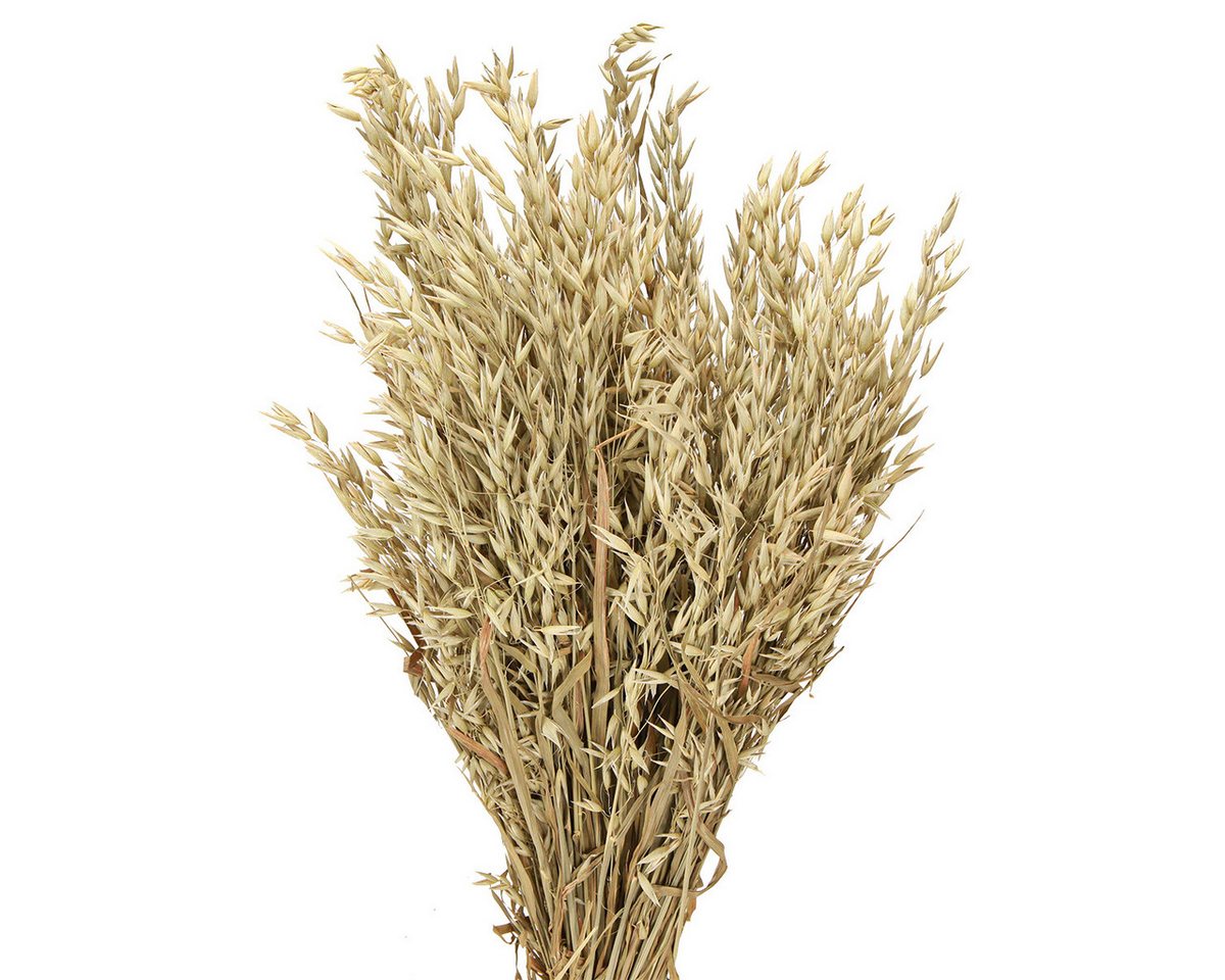 Trockenblume Rustikaler Deko-Haferbund für ländliche Eleganz, Viana, Höhe 70 cm
