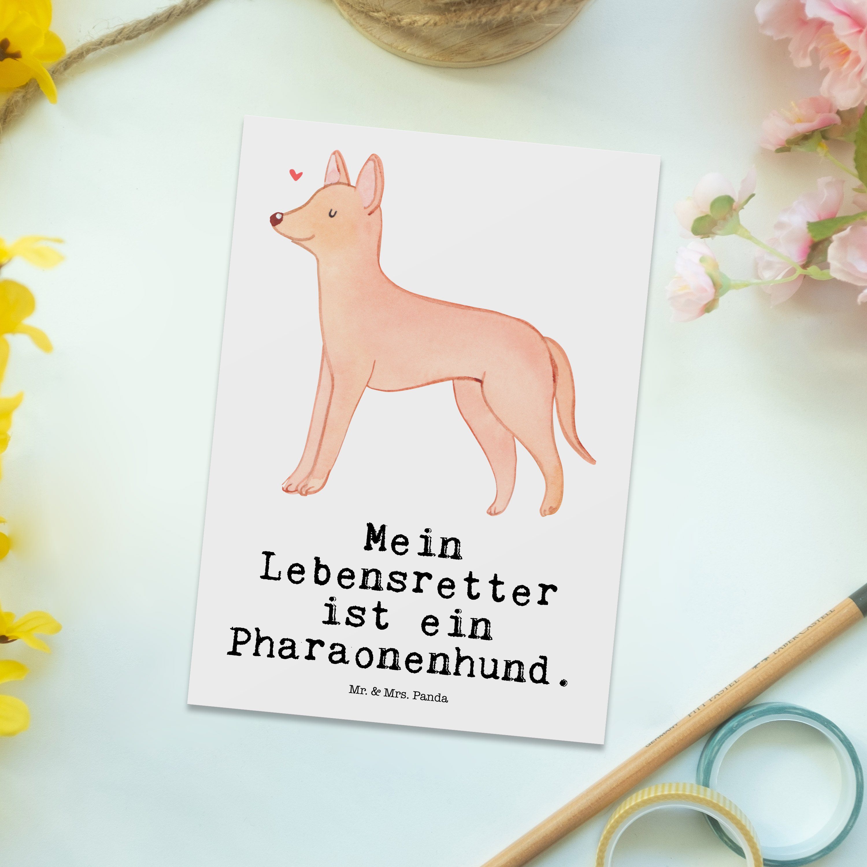 Mr. & - Pharaonenhund Geschenk, Weiß Panda Welpe, Lebensretter - Postkarte Geburtstagskarte Mrs.
