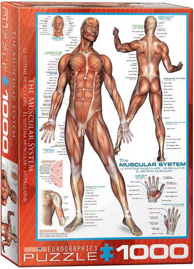 empireposter Puzzle Anatomie - Die menschliche Muskulatur - 1000 Teile Puzzle im Format 68x48 cm, 1000 Puzzleteile