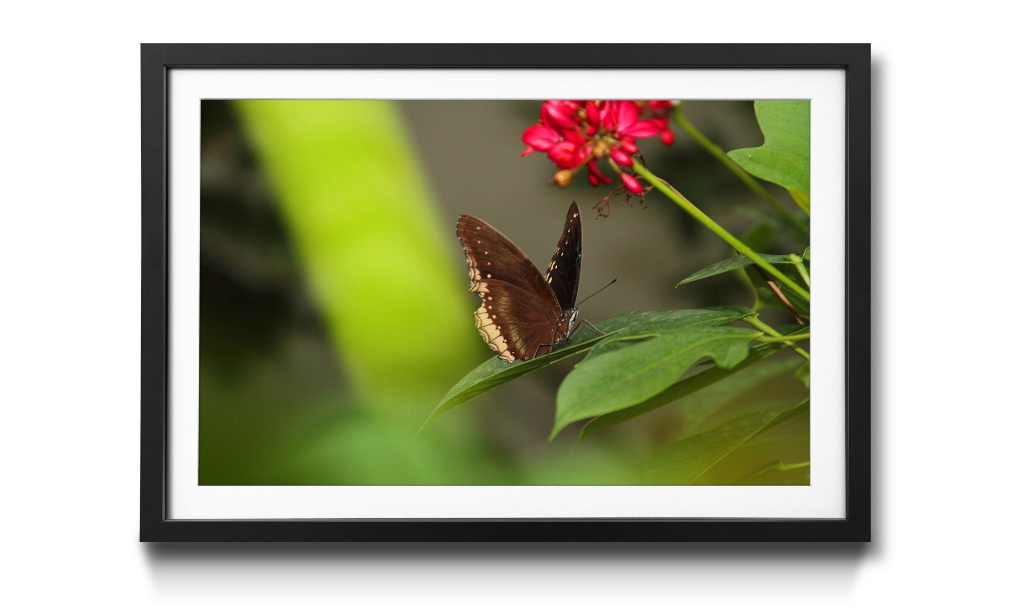 WandbilderXXL Bild mit Rahmen Brown 4 Schmetterling, Wandbild, in Butterfly, Größen erhältlich