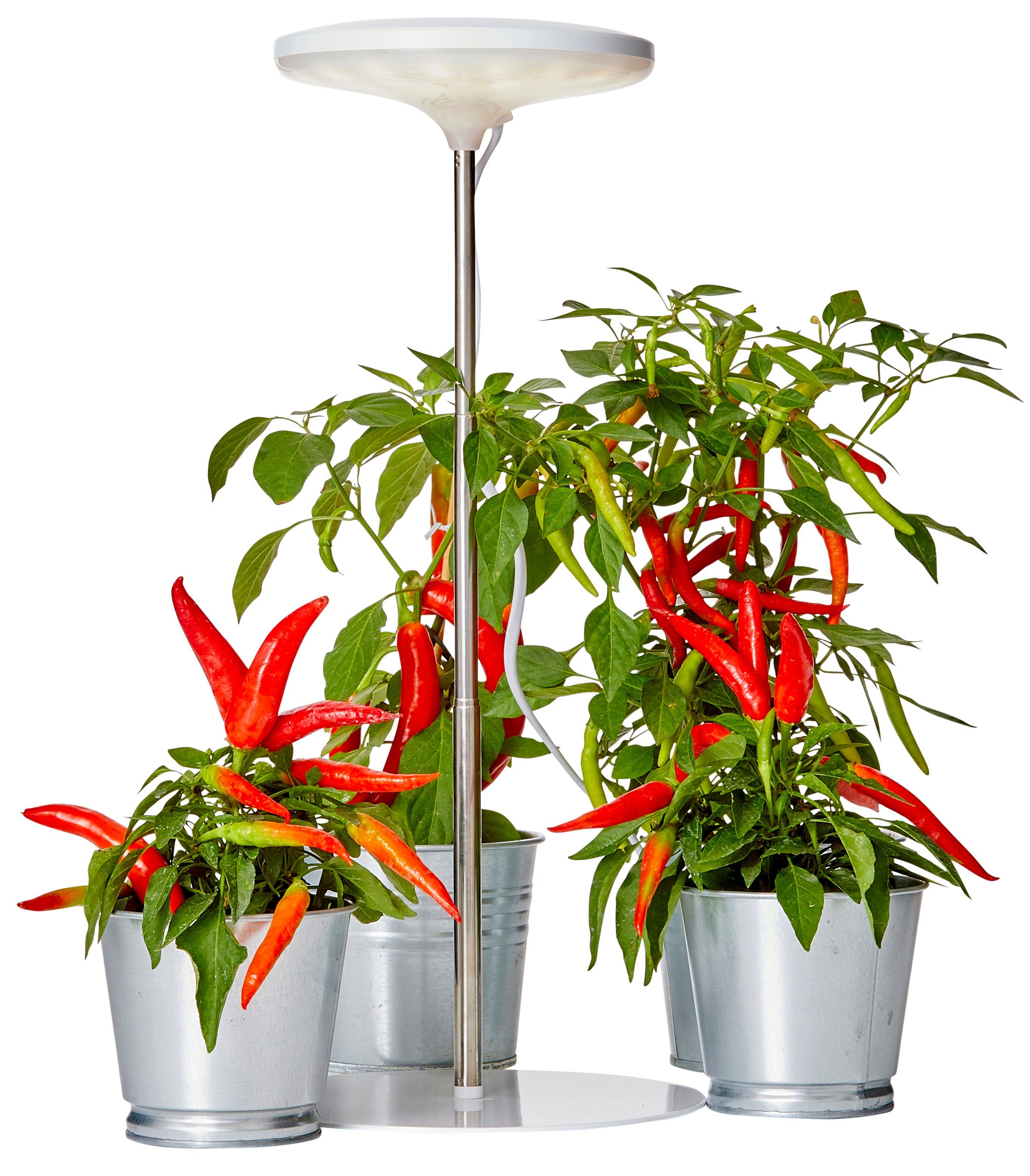 Northpoint Pflanzenlampe Northpoint LED Pflanzenleuchte Pflanzenlicht mit T günstig online kaufen