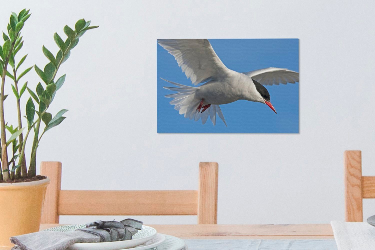 cm Himmel, Leinwandbild Leinwandbilder, 30x20 Eine St), am einer blauen Weißflügelseeschwalbe Wanddeko, OneMillionCanvasses® Aufhängefertig, Nahaufnahme Wandbild (1