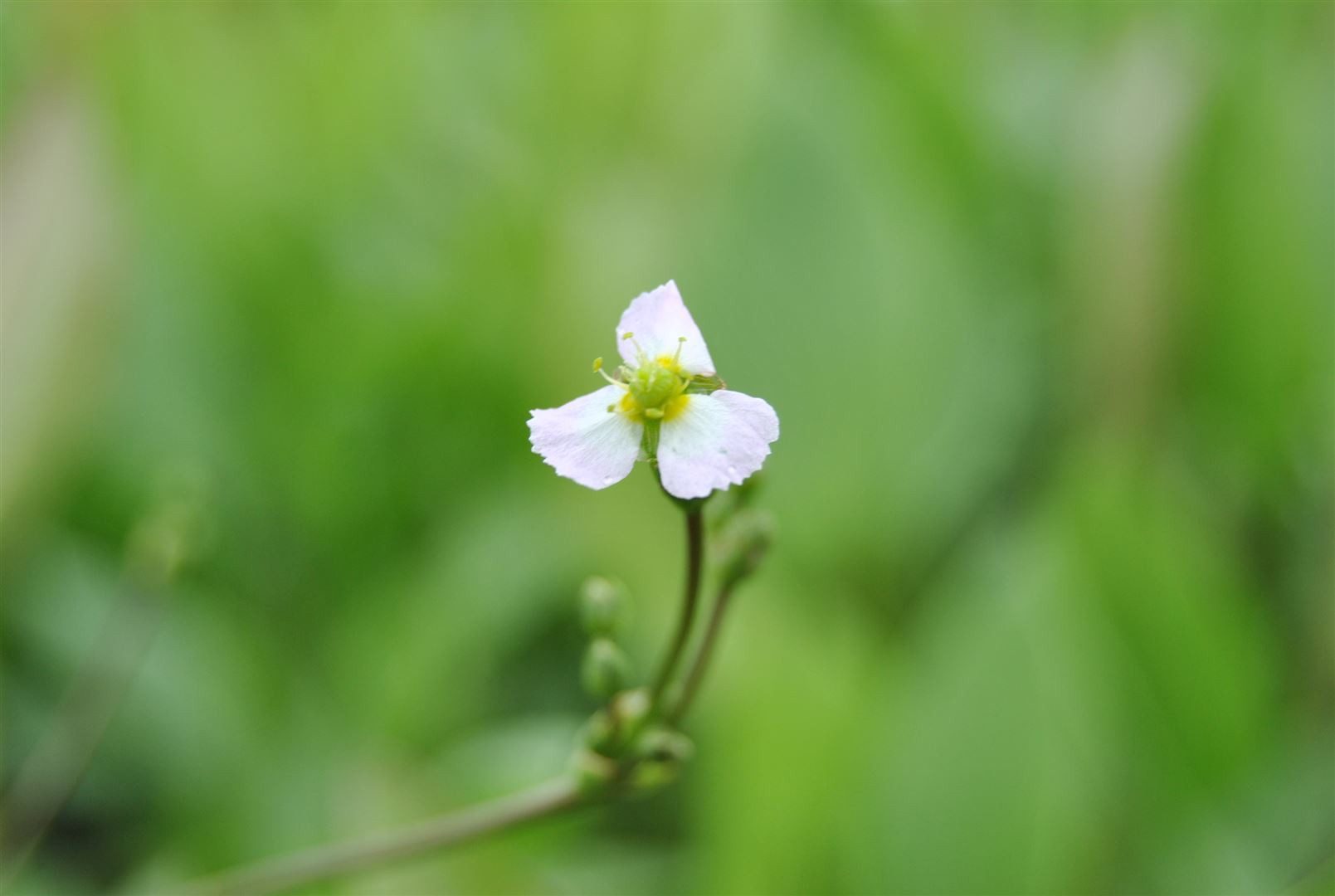 Pflanzen für Dich Staude Sagittaria sagitt. ssp.sagittifolia, 1 St., Pfeilkraut, Gewöhnliches Pfeilkraut