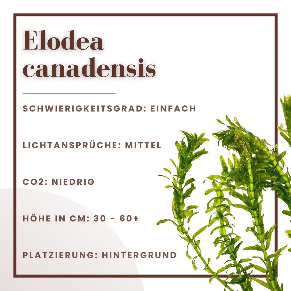Aquaone Wasserpflanze Aquarium Pflanze Elodea canadensis Nr.312