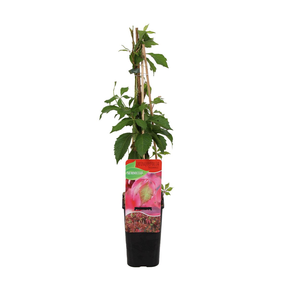 Bloomique Kletterpflanze Parthenocissus Quinquefolia Engelmannii, Wilder Wein, 70-80 cm, 1 St.