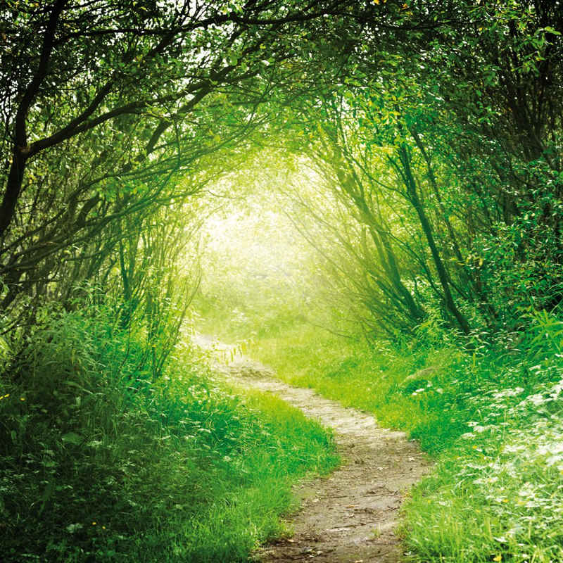 1art1 Kunstdruck Wälder - Grüner Waldweg, Into The Light