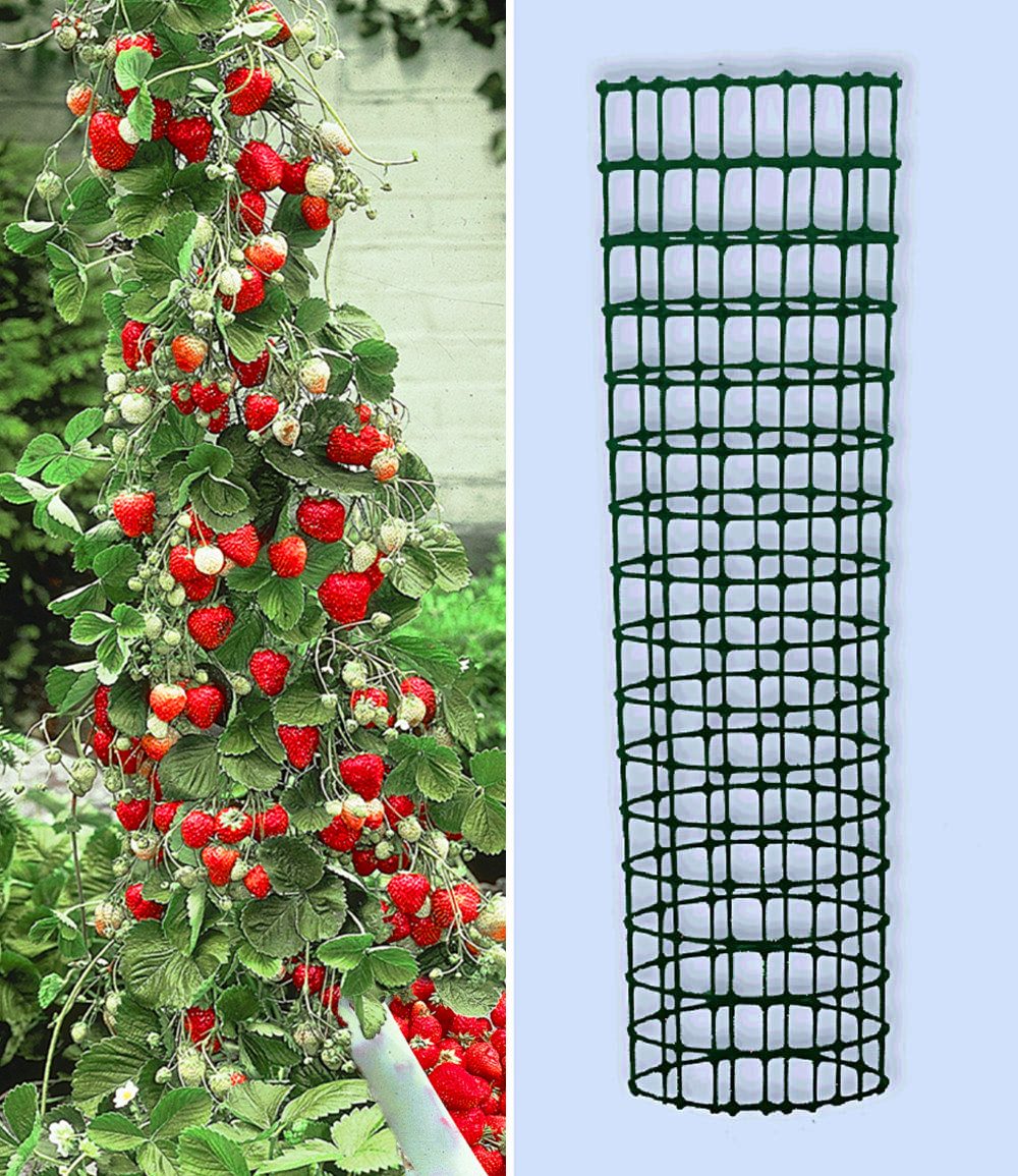BALDUR Garten Obstpflanze Kletter-Erdbeere 'Hummi®' und Dekorativer Rankturm, 1 St., Ertragreich,winterhart, mehrjährig, pflegeleicht – Bild 2 von 5