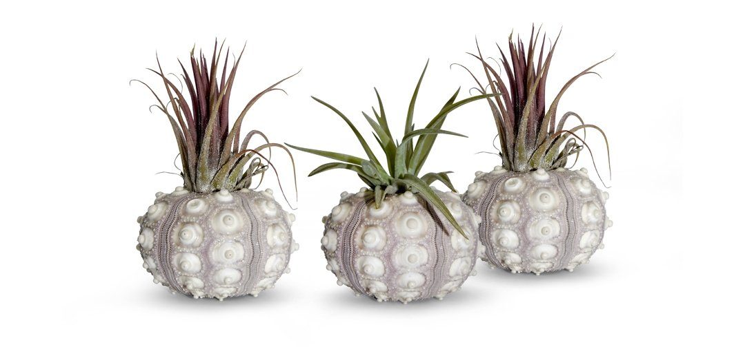Hängedekoration Bezaubernde Kombination aus Seeigelgehäuse und Tillandsia 3 er Set