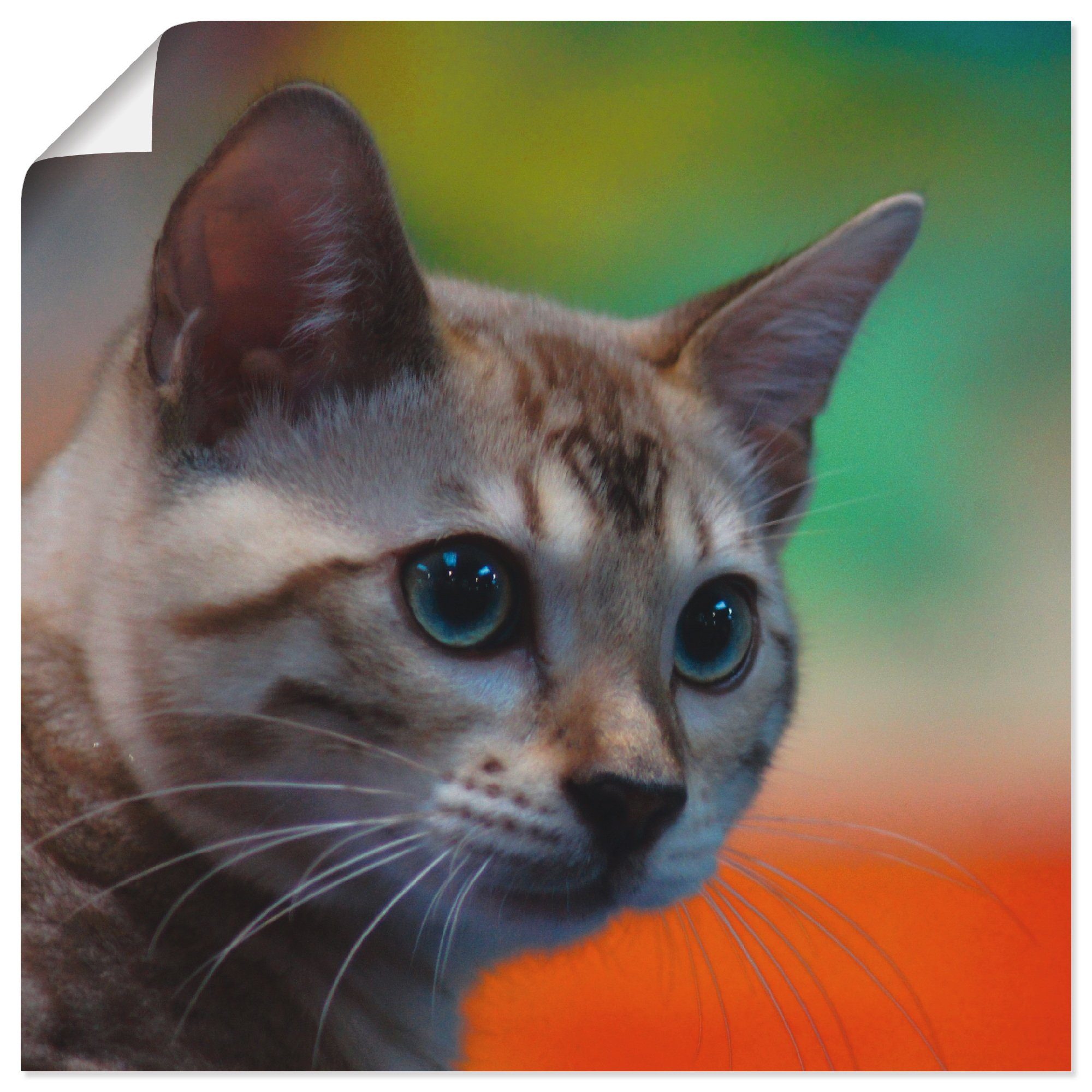 Haustiere St), versch. Bengalkatze, Alubild, Poster Artland Weiße in Leinwandbild, oder (1 als Wandbild Wandaufkleber Größen
