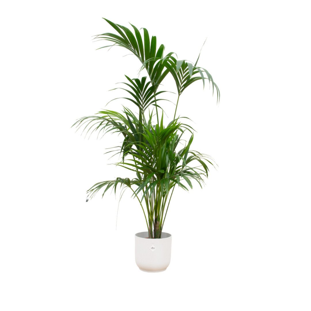 Florora Zimmerpflanze Kentia Palme - Howea Forsteriana - 180 cm (Kombi Deal)